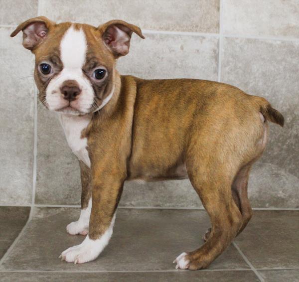 Boston Terrier (F) 5388 Image #2
