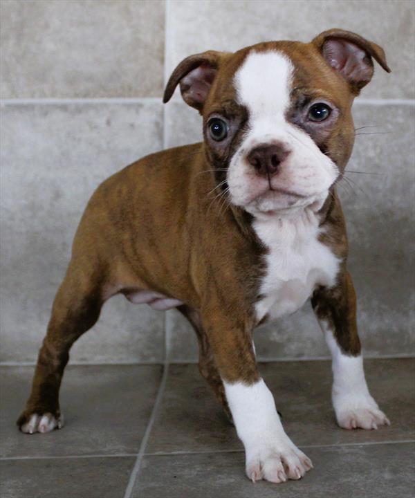 Boston Terrier (F) 1990 Image #2