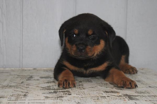 Rottweiler (F) 5409 Image #2
