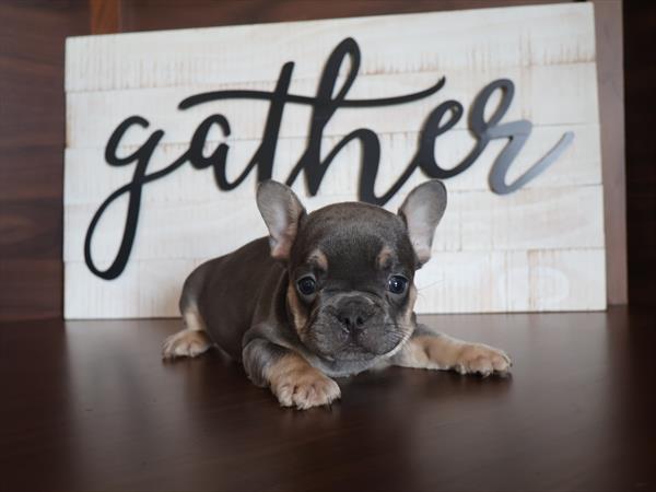 French Bulldog (F) 5407 Image #2