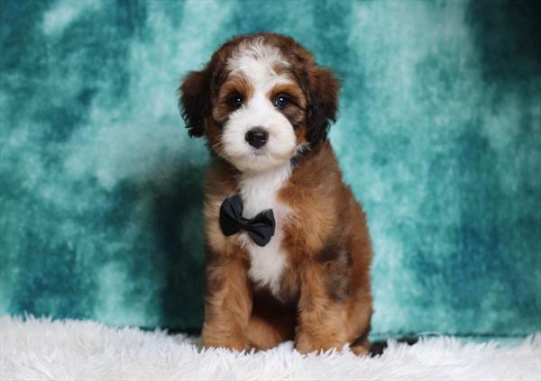 Bernedoodle Mini (M) 1997 Image #2