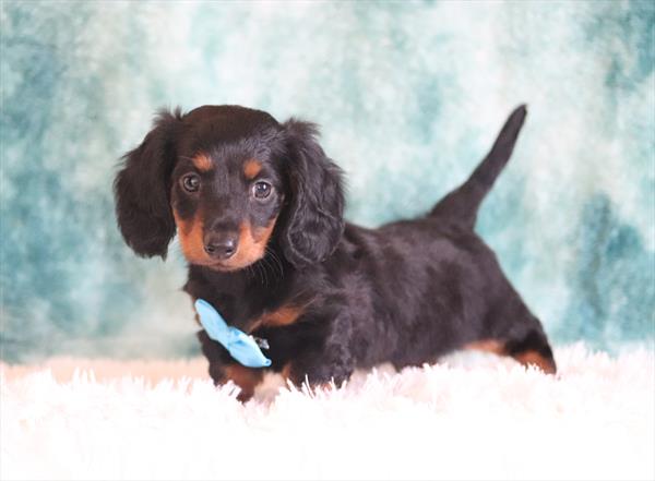 Dachshund (M) 1996 Image #2