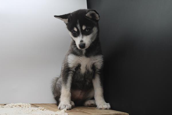 Alaskan Klee Kai (F) 1991 Image #2