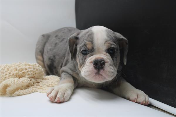 Victorian Bulldog (F) 5392 Image #2