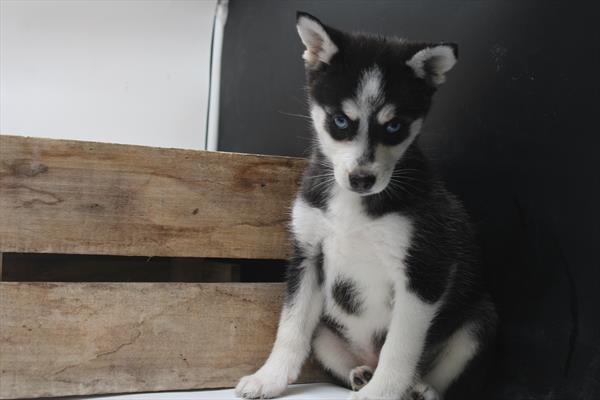 Alaskan Klee Kai (F) 5389 Image #2