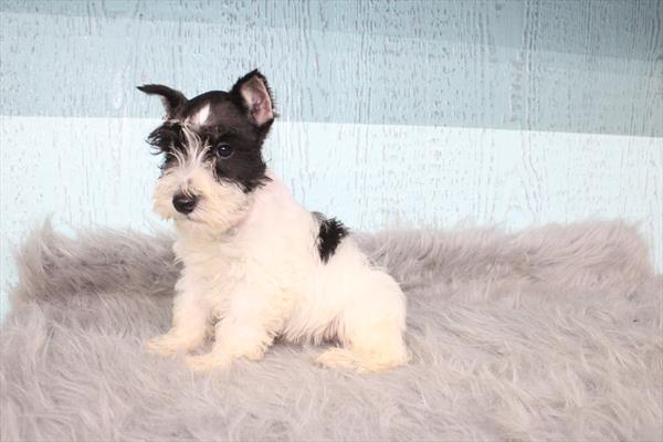 Miniature Schnauzer (M) 5408 Image #2