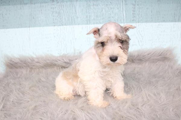 Miniature Schnauzer (F) 2005 Image #2