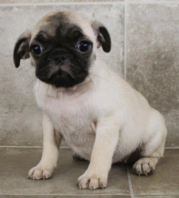 Pug (F) 2004 Image #2