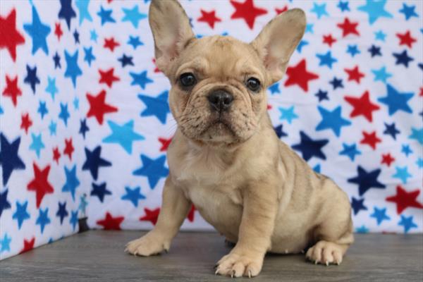 Frenchton (F) 5403 Image #2