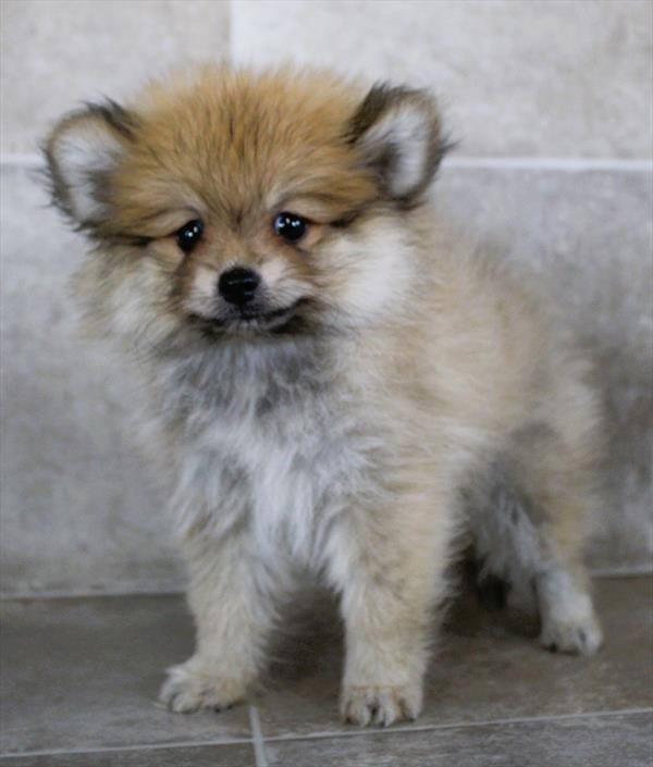 Pomeranian (M) 2002 Image #2
