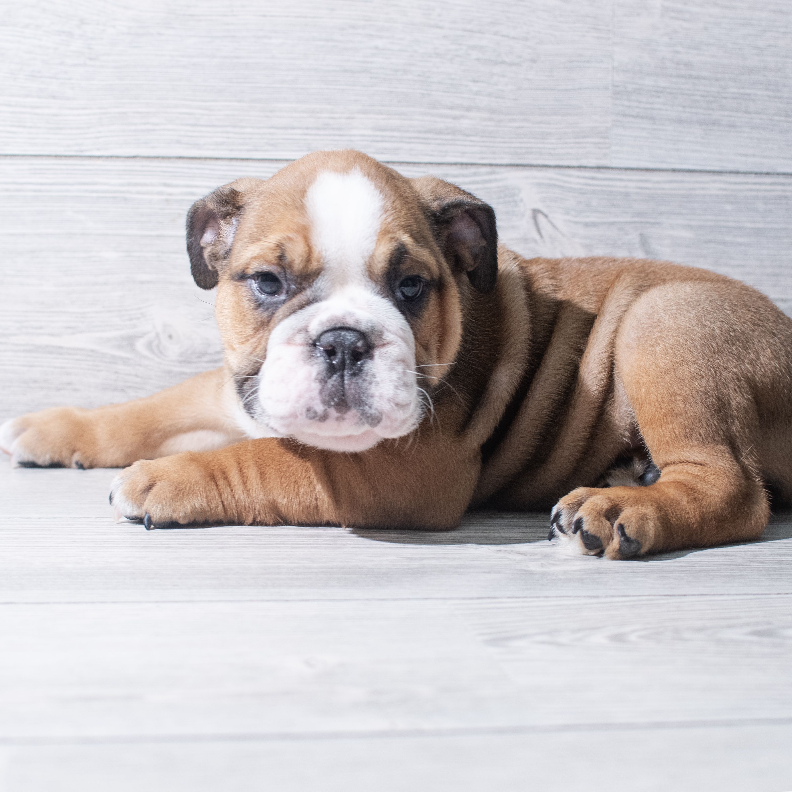 English Bulldog (M) 5367 Image #1