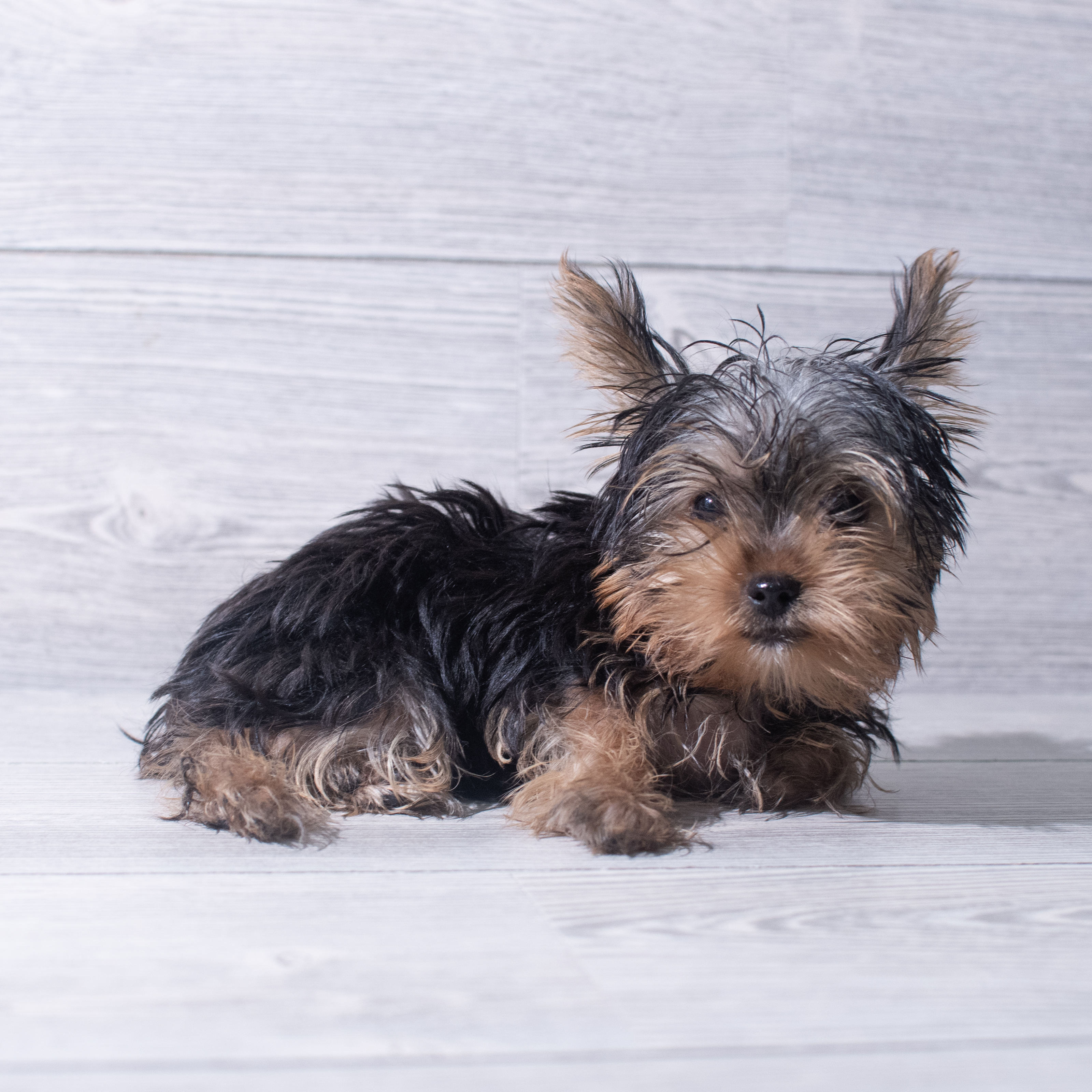 Yorkshire Terrier (M) 5373 Image #1