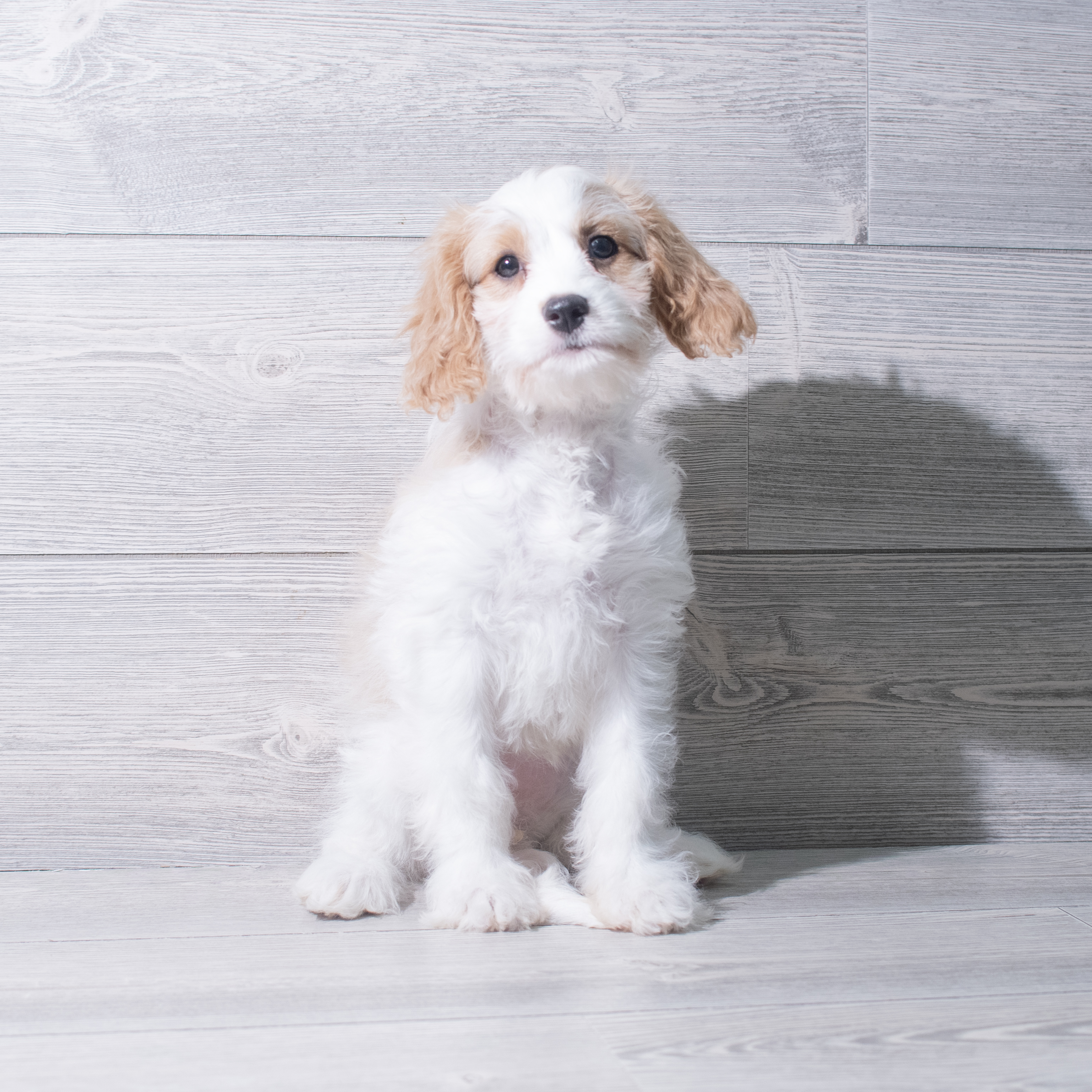 Cavachon (F) 5364 Image #1