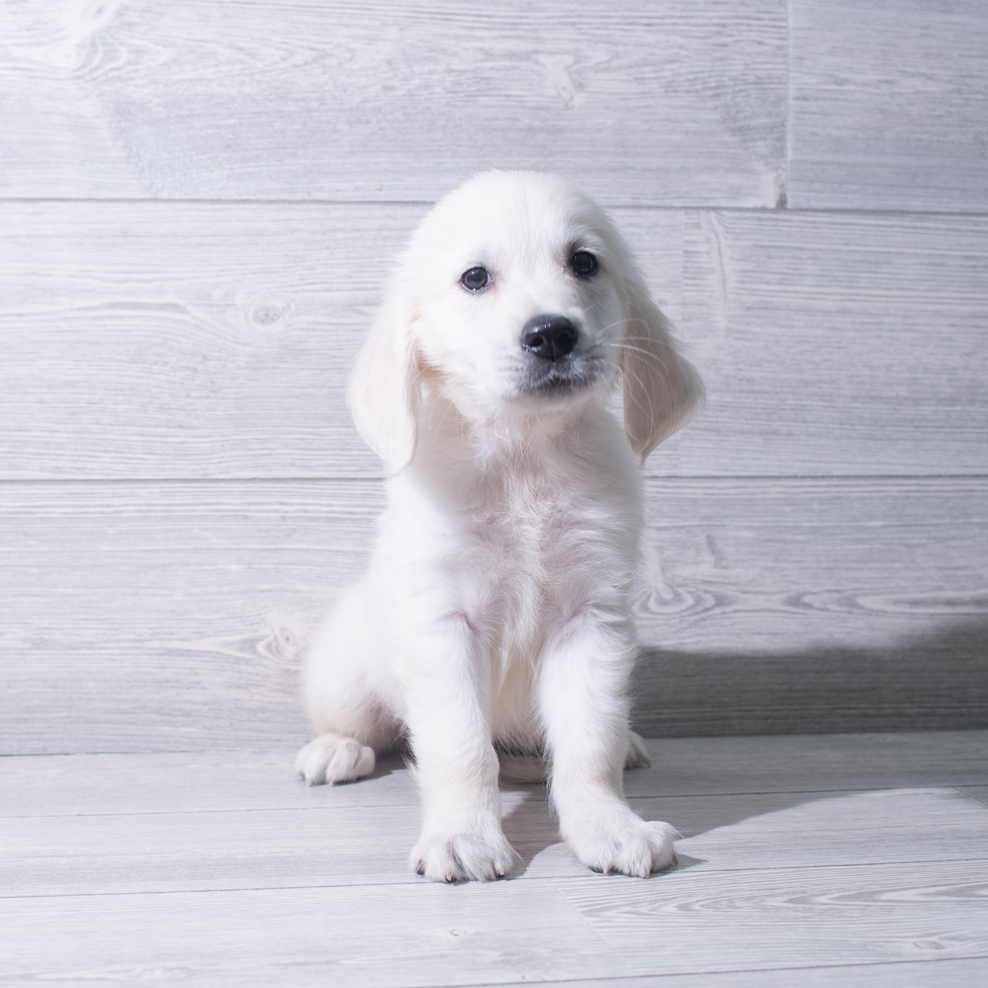 Golden Retriever (M) 5368 Image #1