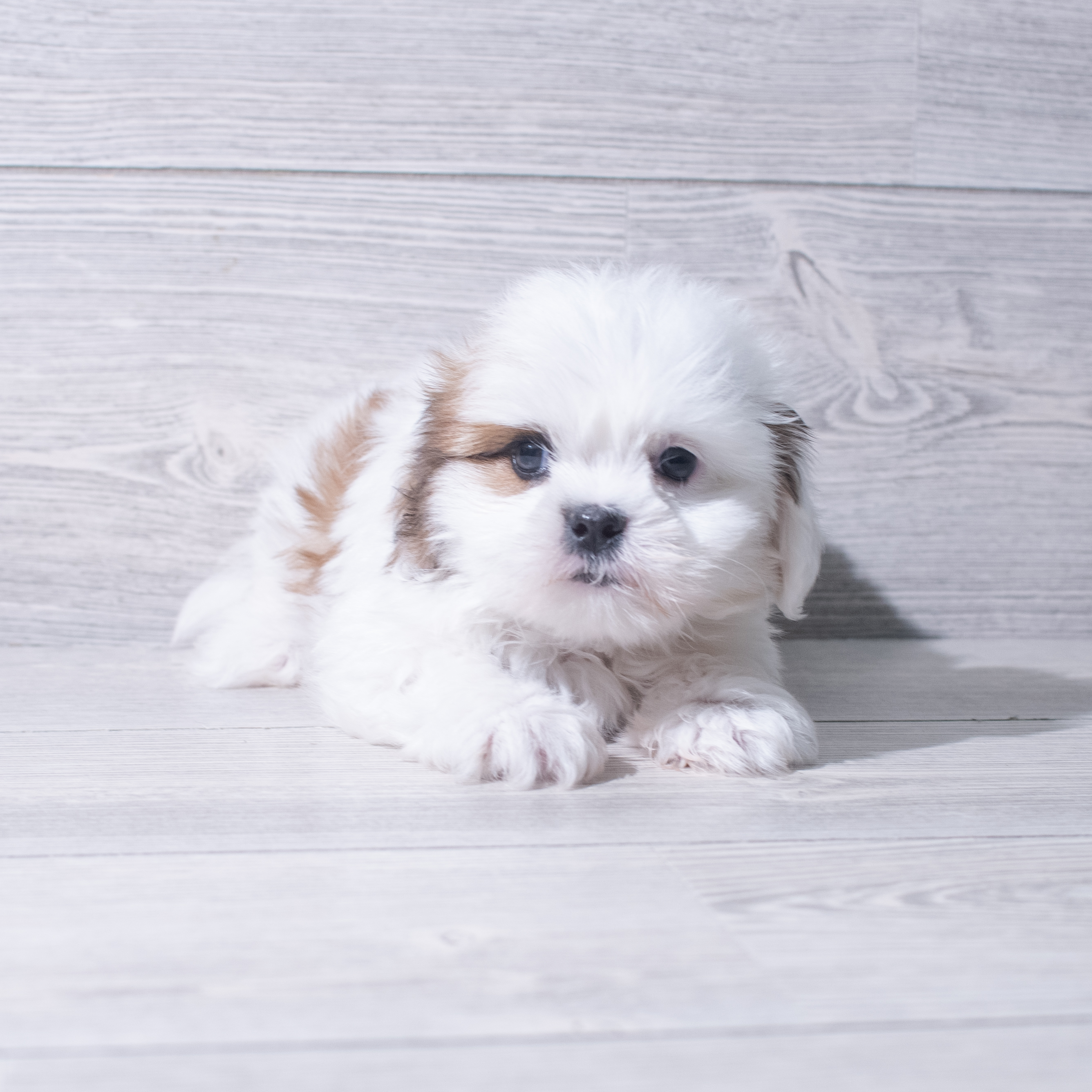 Lhasa Apso (M) 5363 Image #1