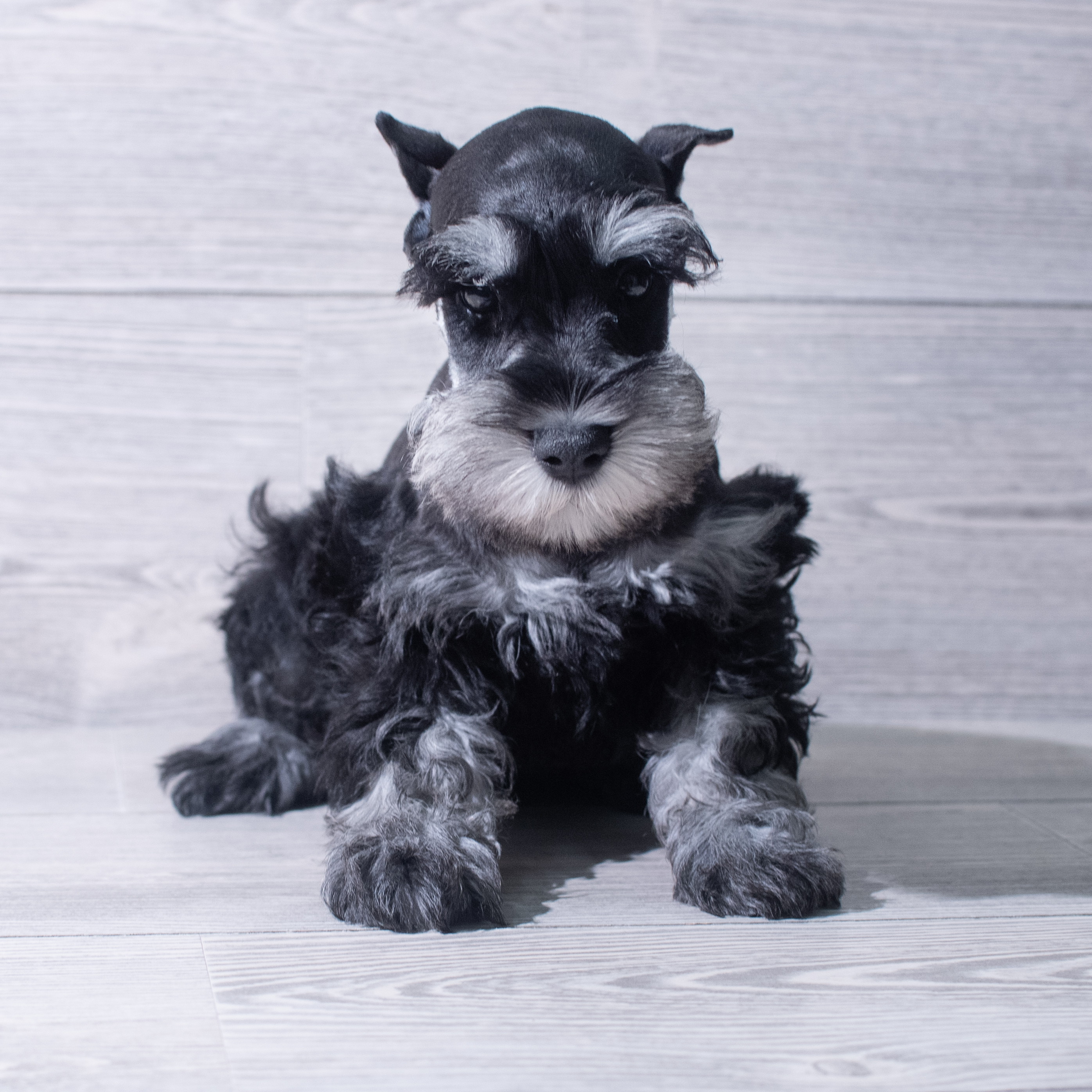 Miniature Schnauzer (M) 5362 Image #1