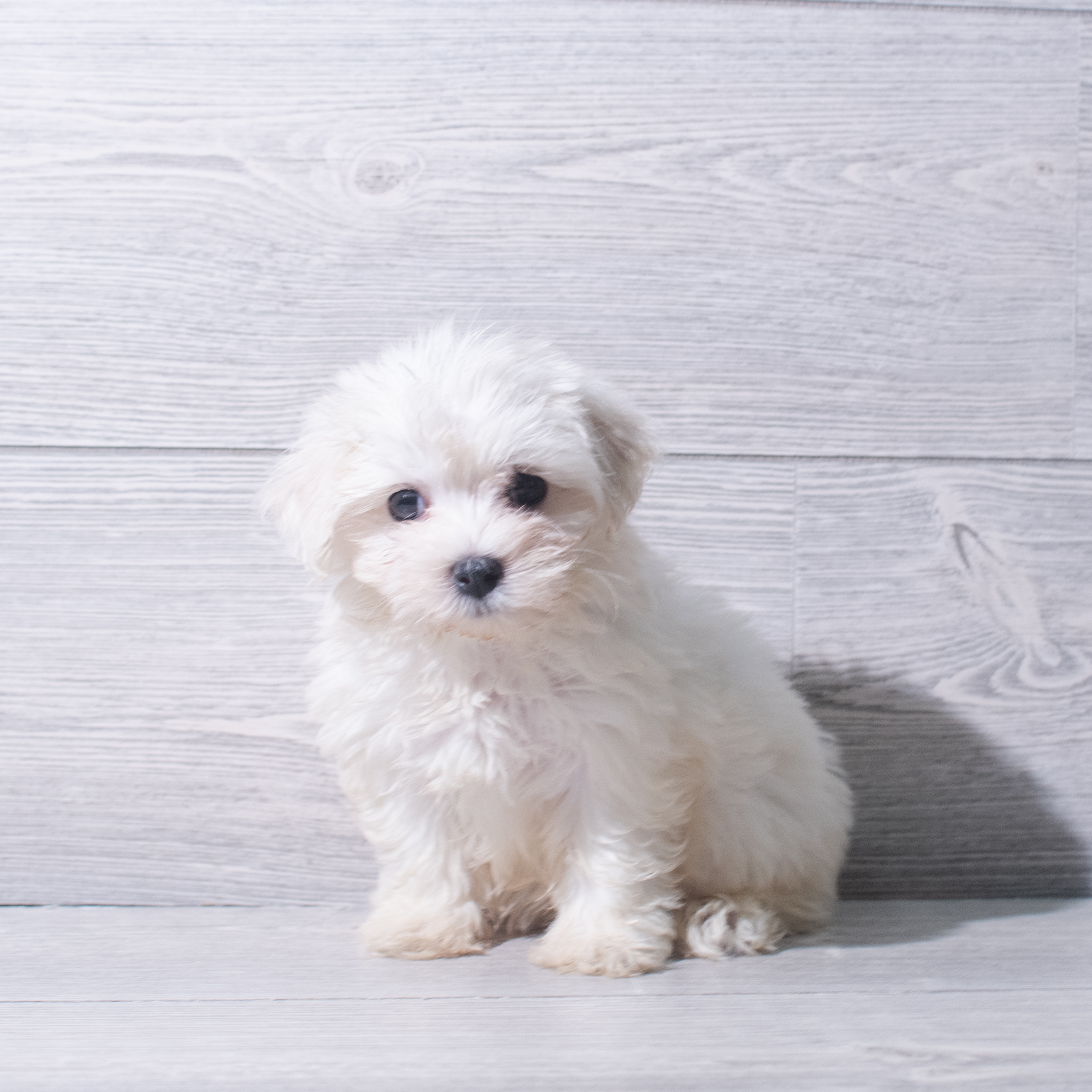 Maltese (F) 5376 Image #1