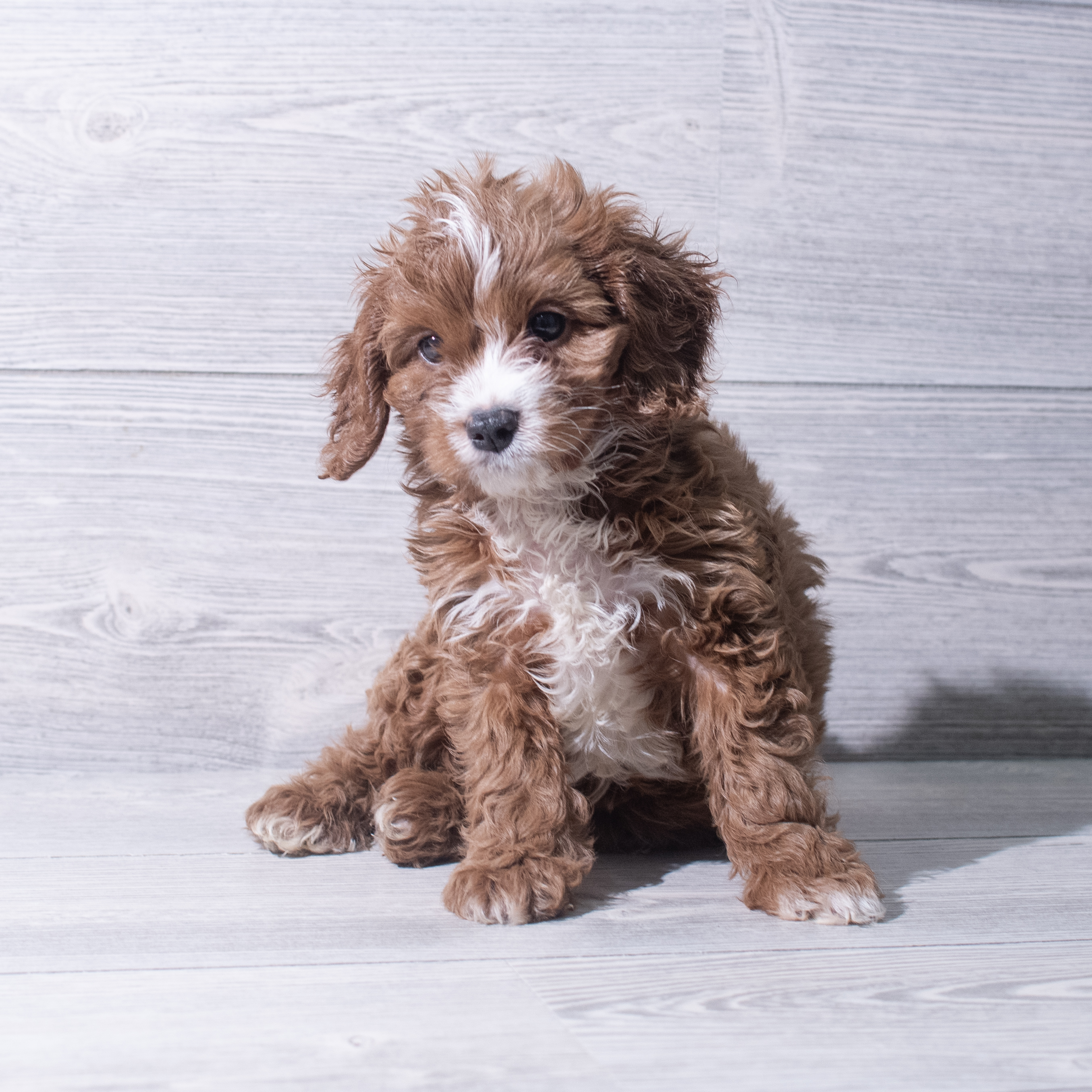 Cavapoo (M) 5377 Image #1
