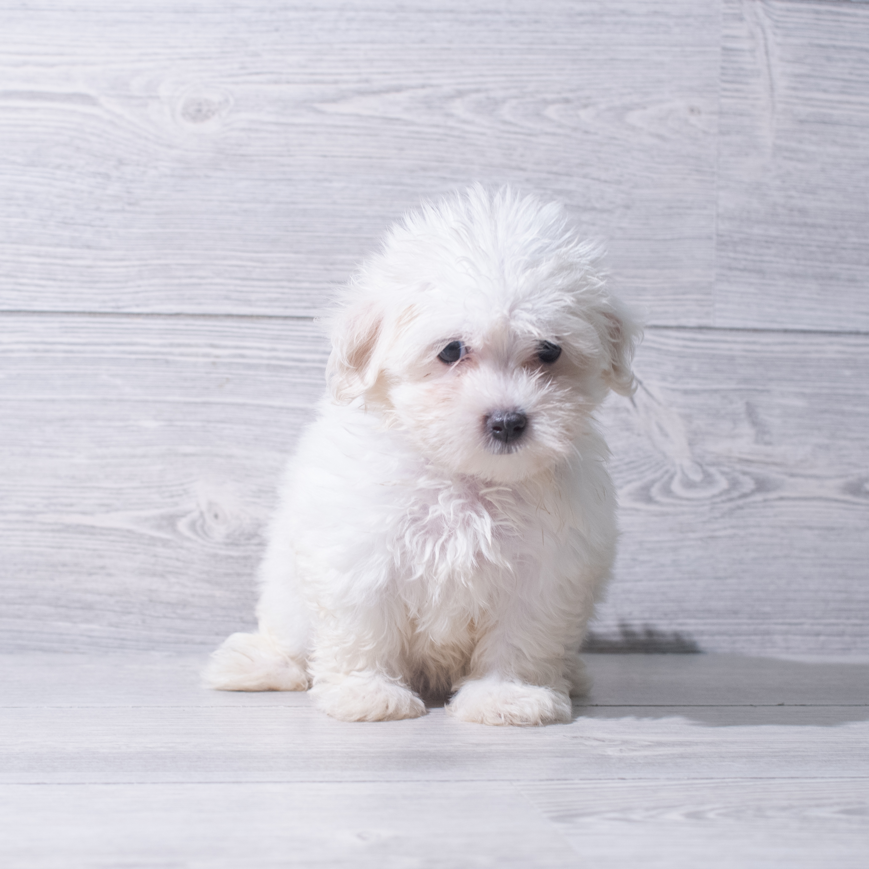 Maltese (F) 5375 Image #1