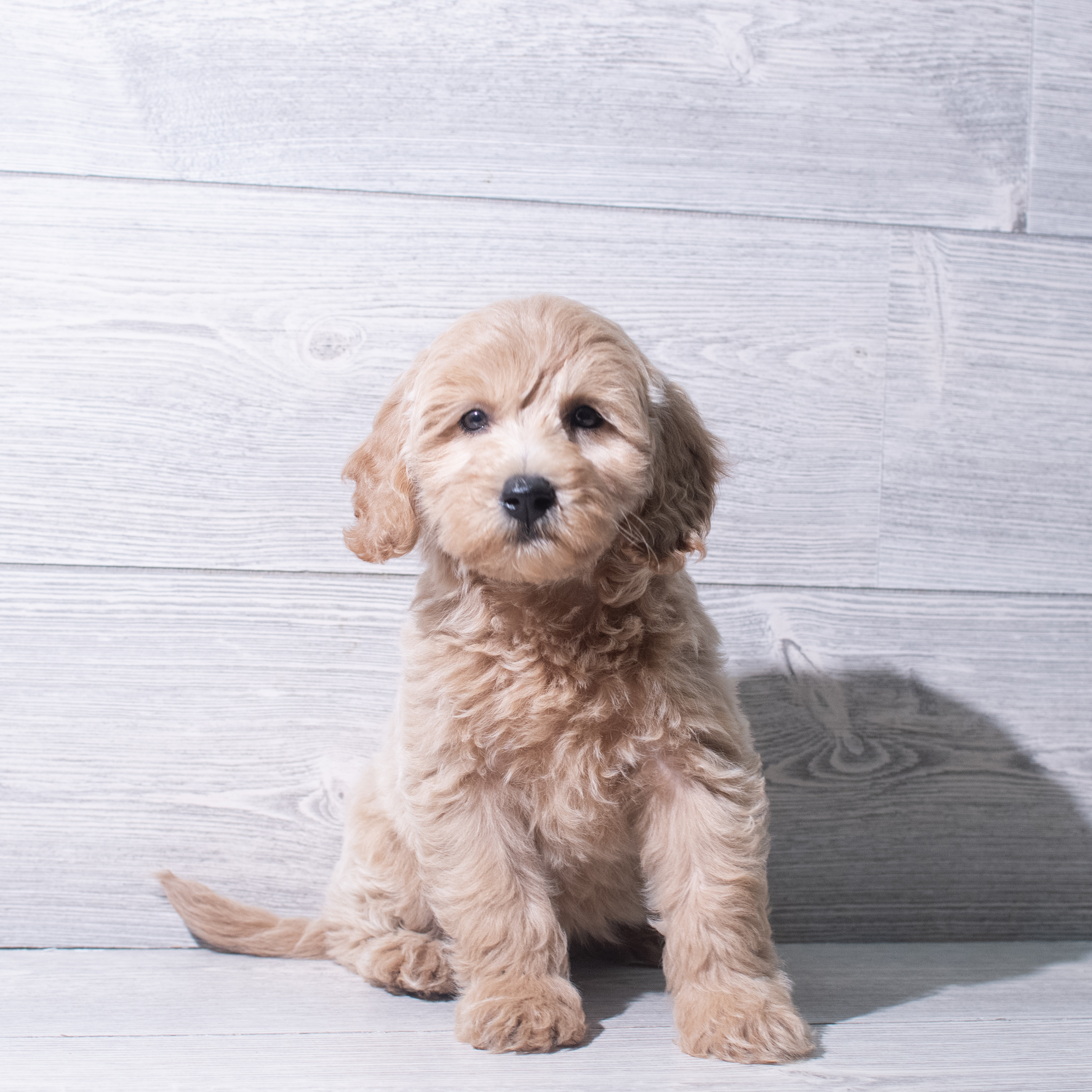 Goldendoodle Mini F1b (F) 5359 Image #1