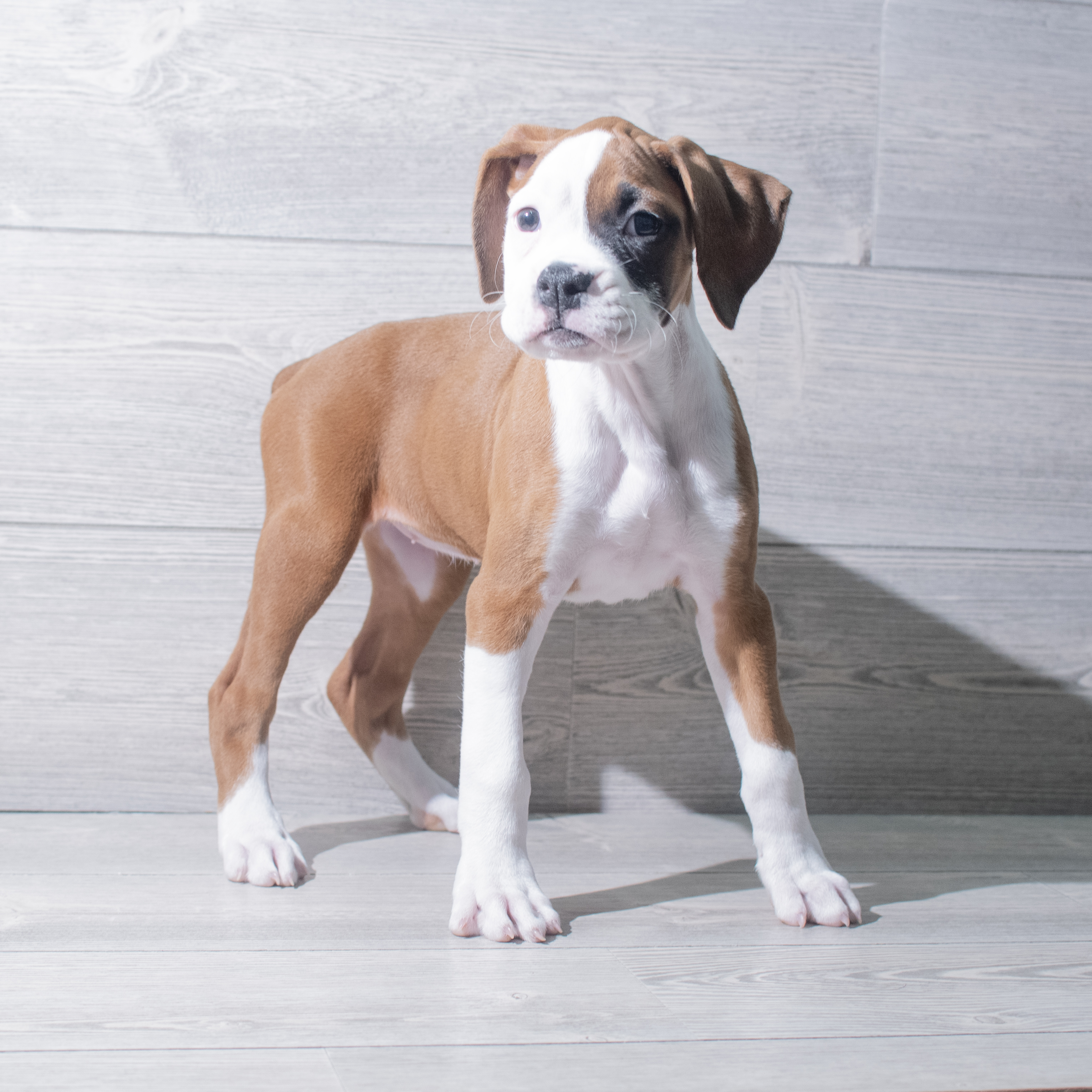 Boxer (F) 5357 Image #1