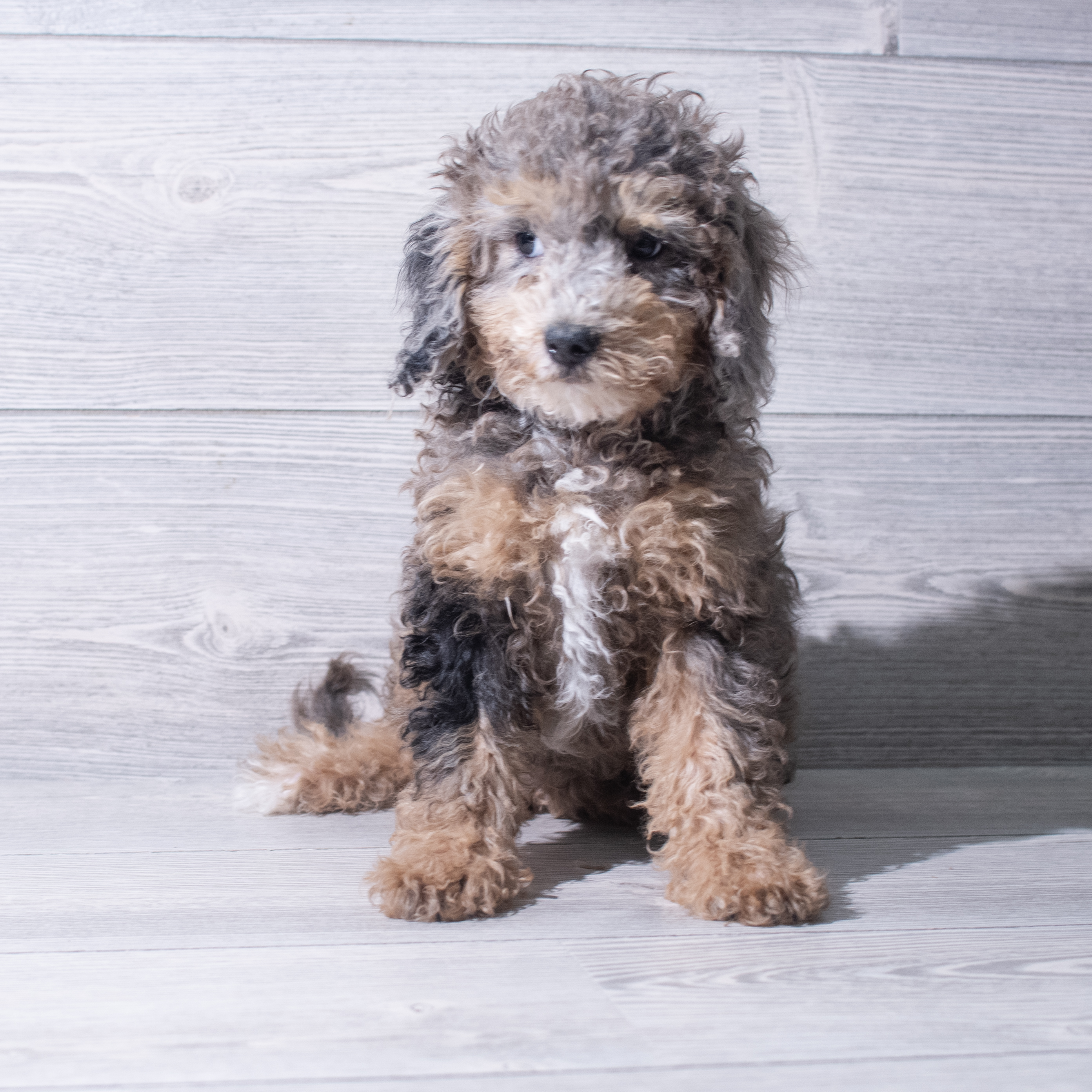 Bichapoo (F) 5342 Image #1