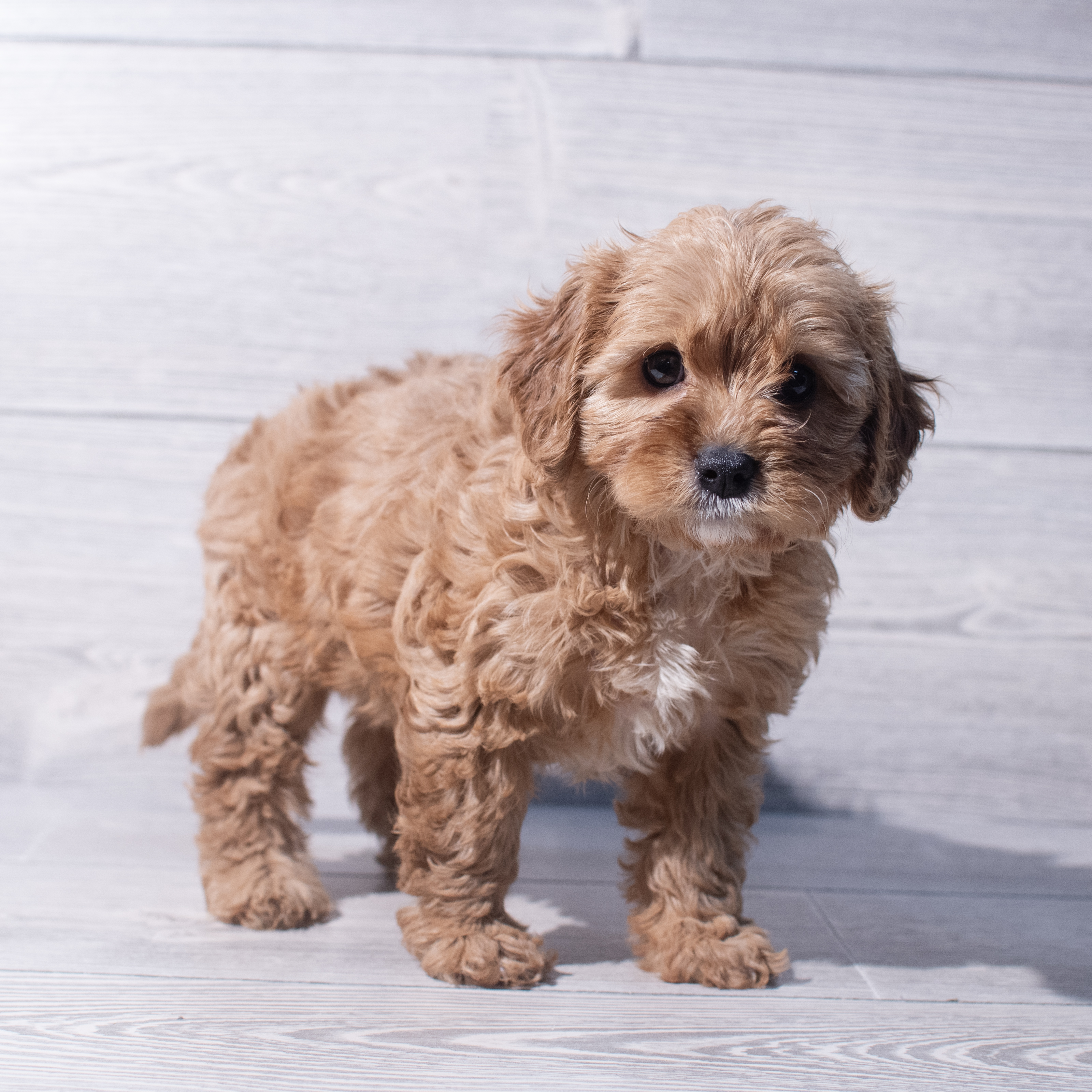 Cavapoo (F) 1981 Image #1
