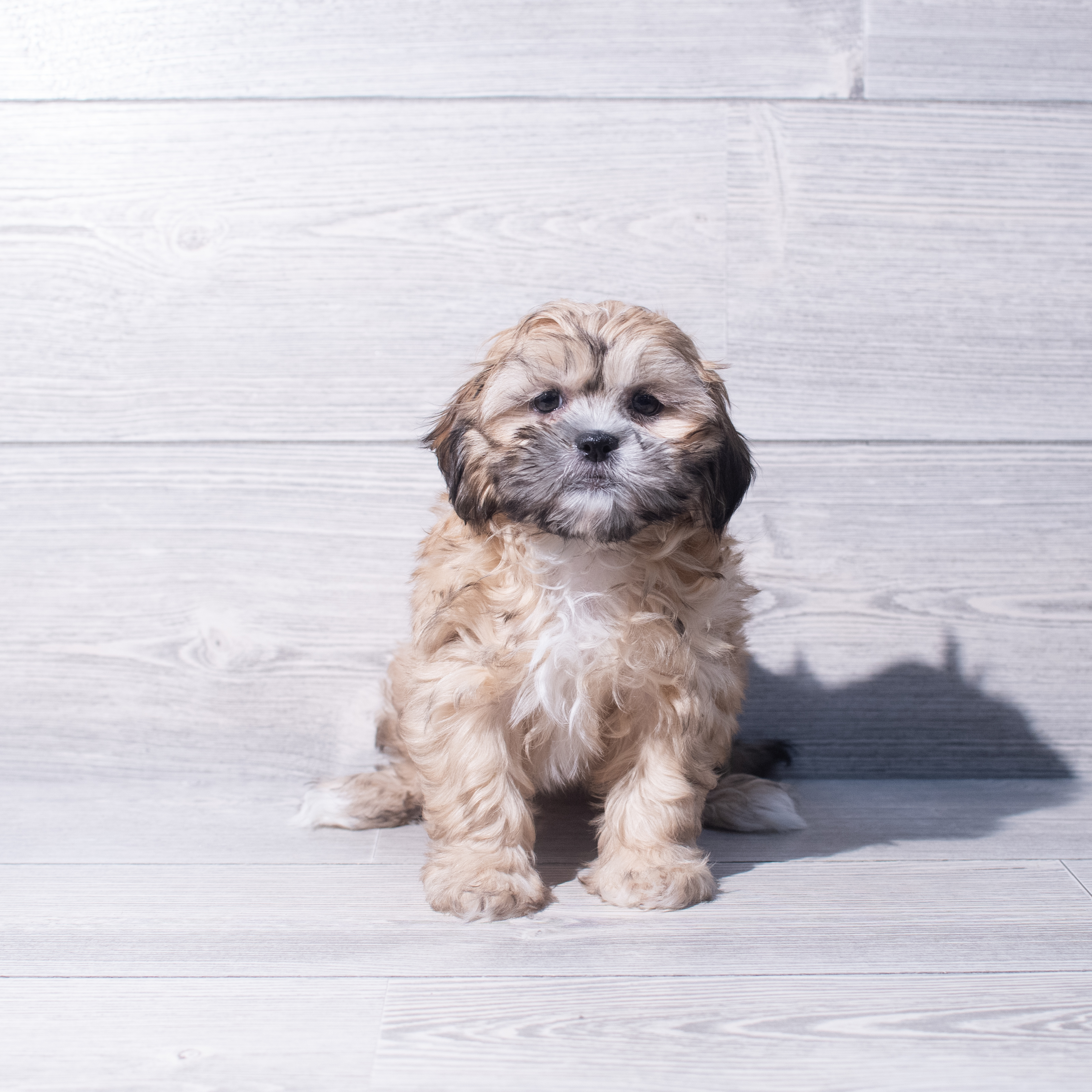 ShizaPoo (F) 1971 Image #1