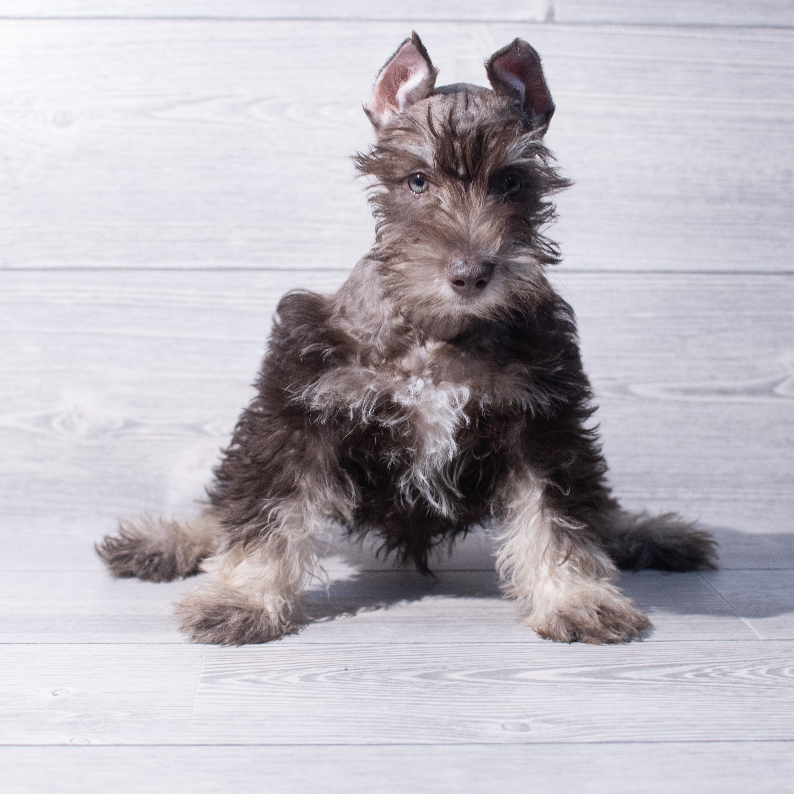 Miniature Schnauzer (M) 1976 Image #1