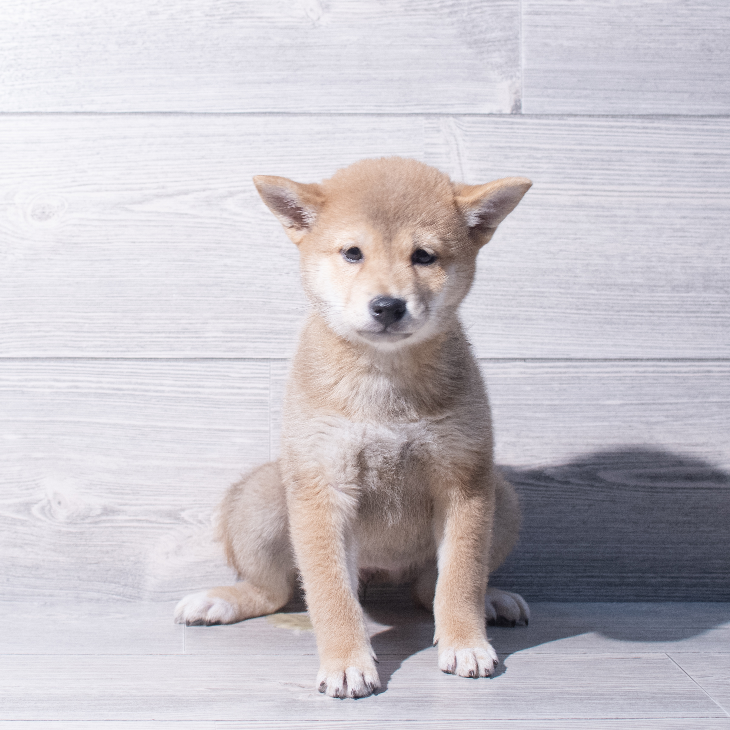 Shiba Inu (F) 1969 Image #1