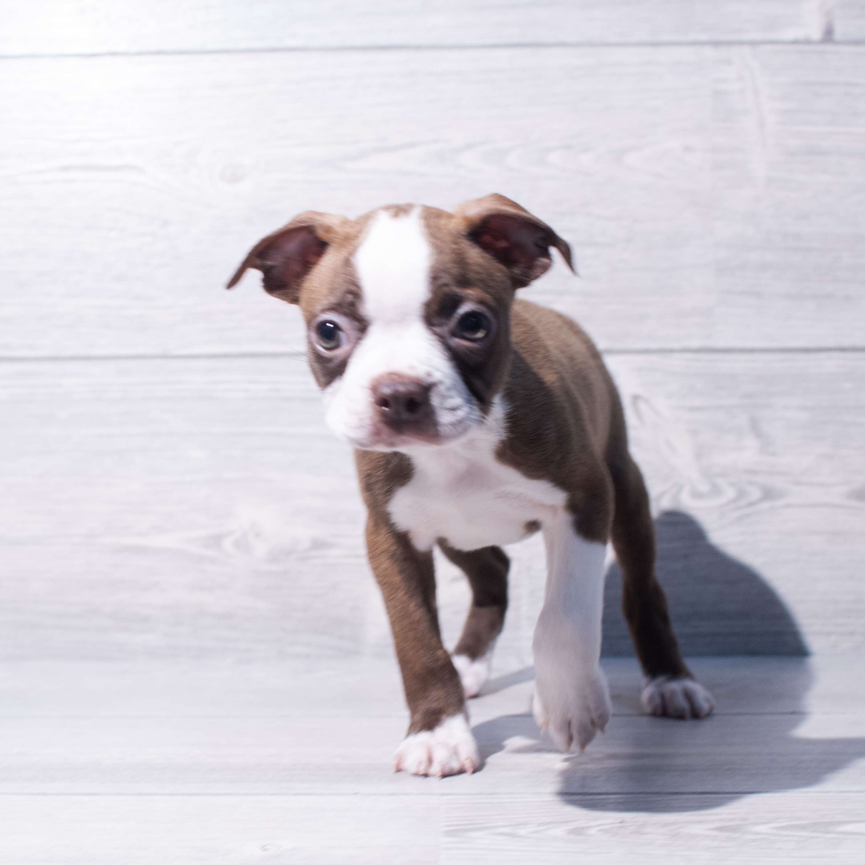 Boston Terrier (M) 1970 Image #1