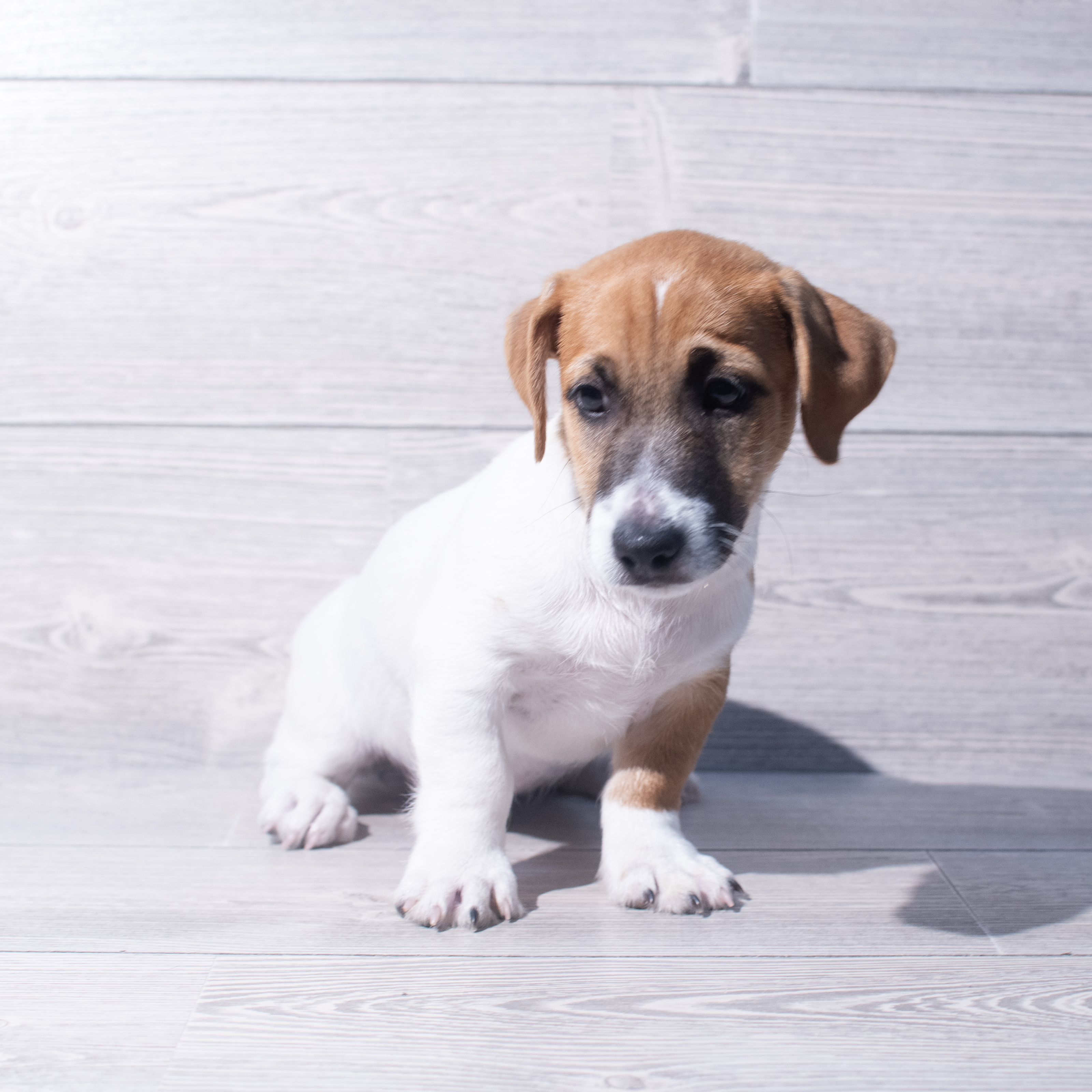 Jack Russell Terrier (M) 1974 Image #1