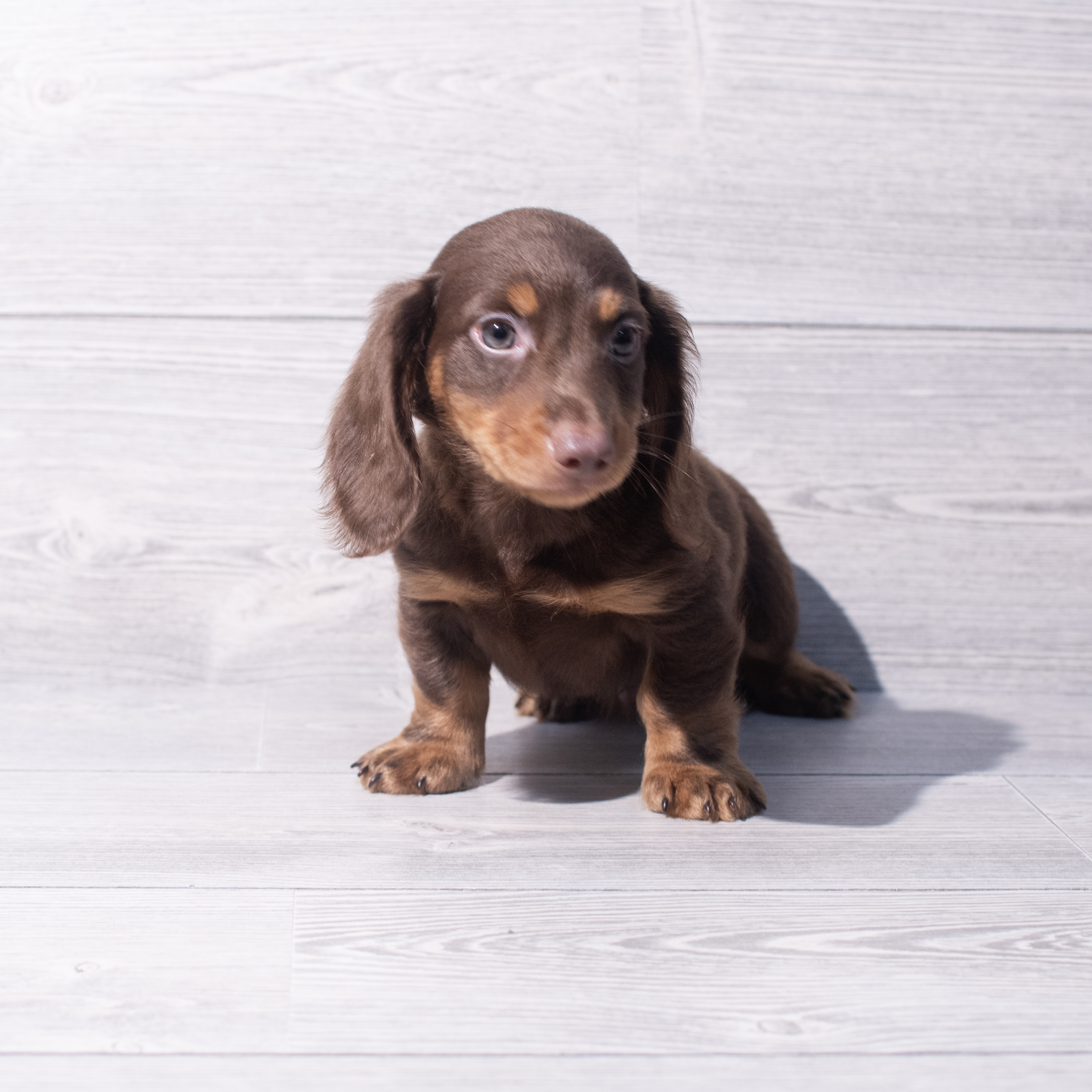 Dachshund (M-N) 5374 Image #1