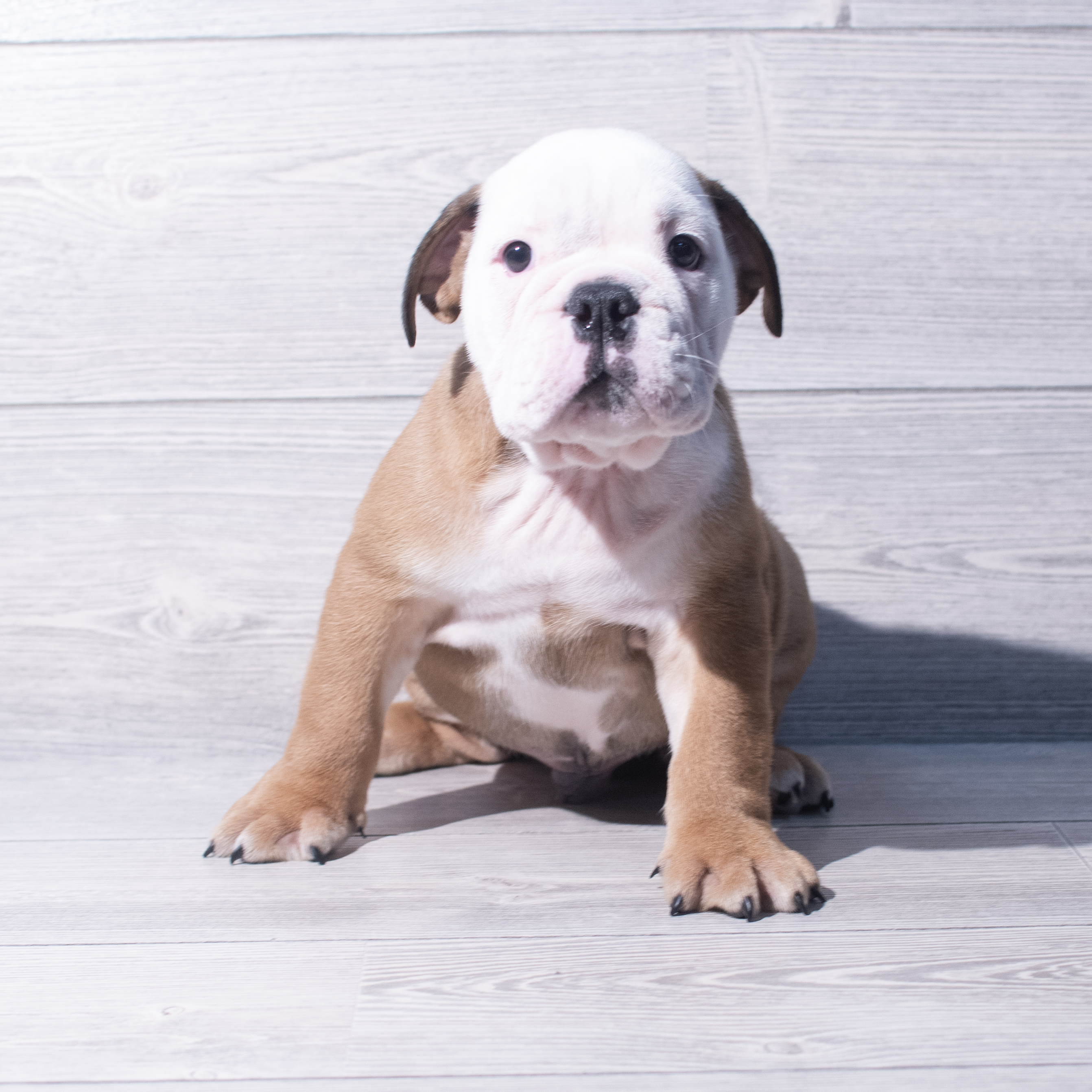 English Bulldog (M) 1972 Image #1