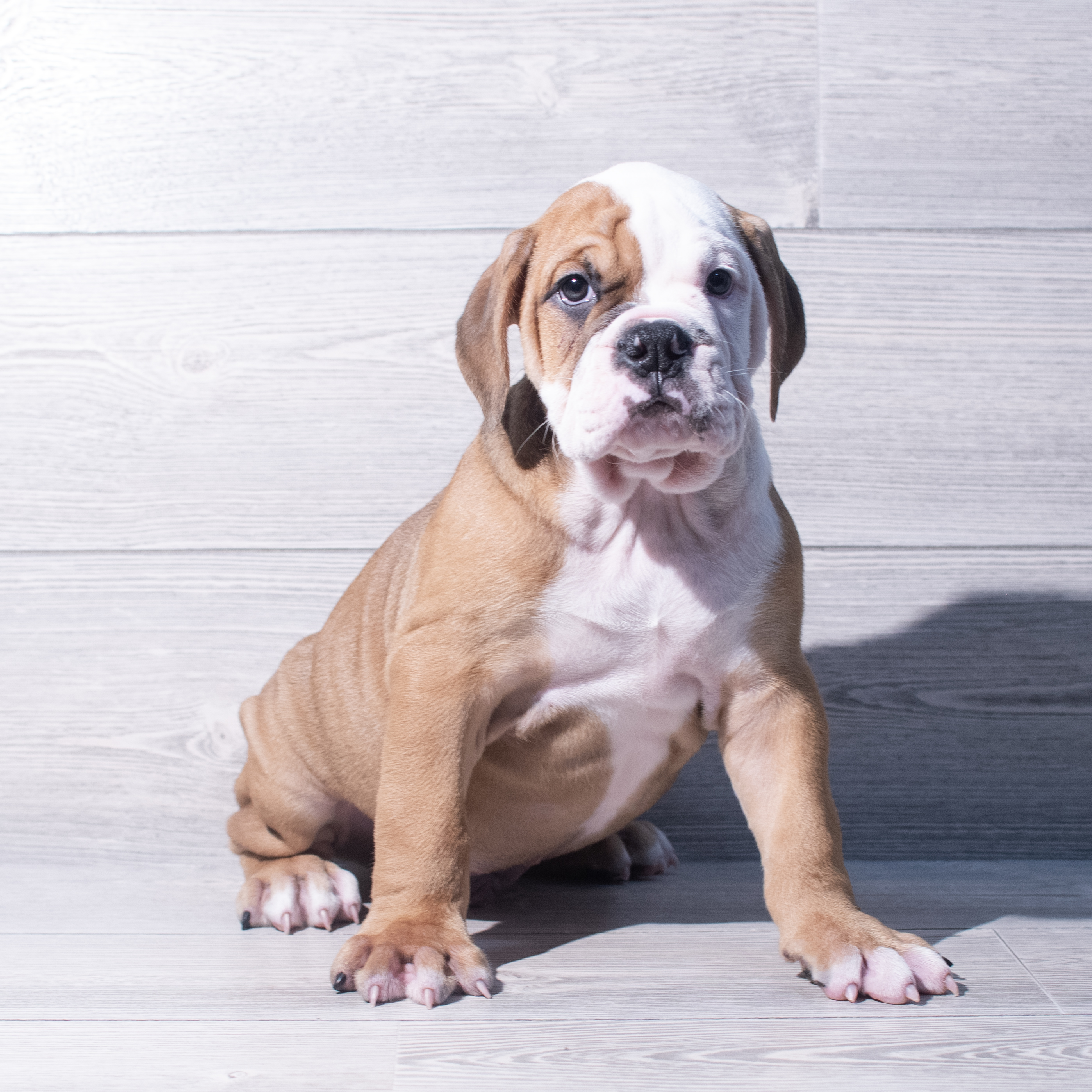 Olde Bulldog (M) 1977 Image #1
