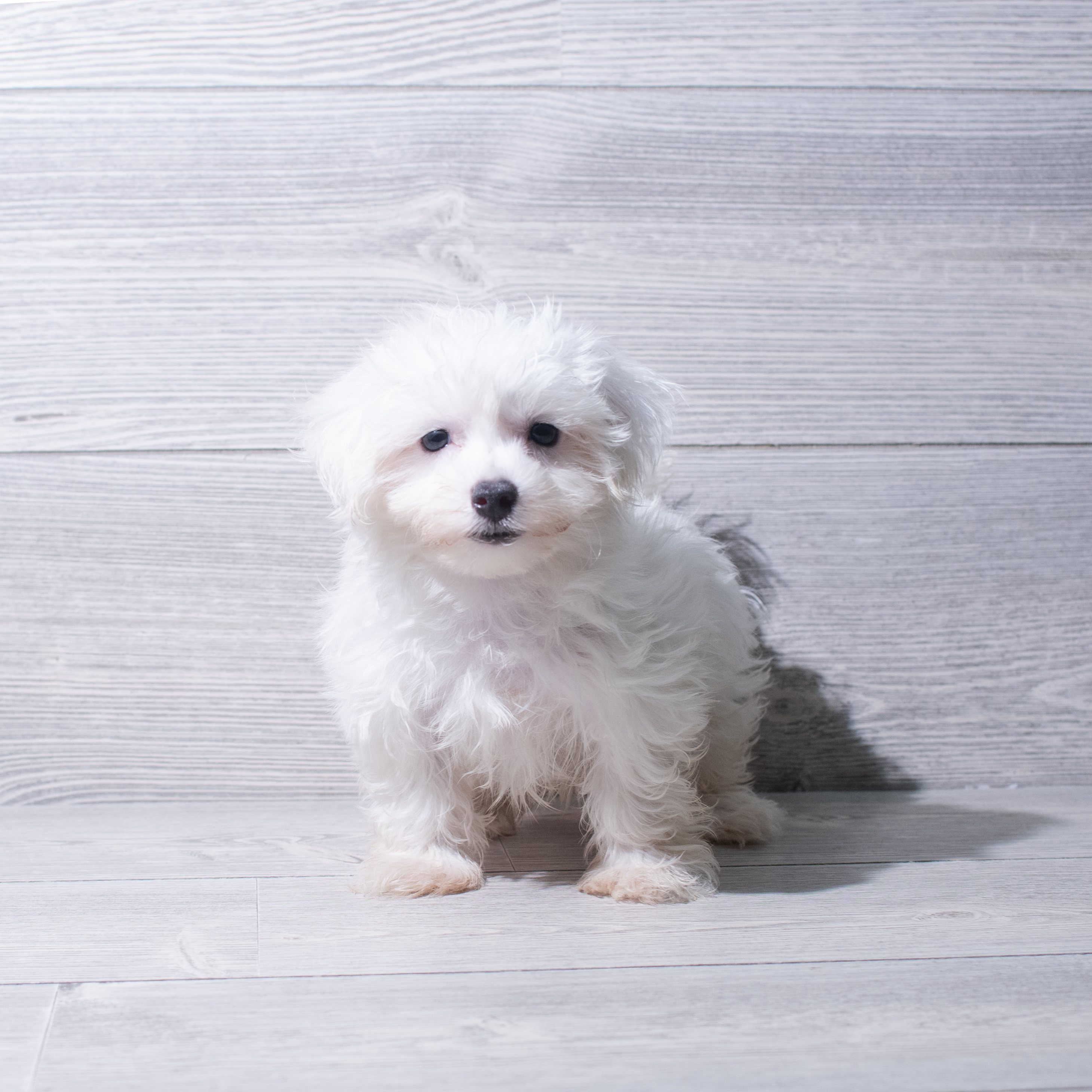 Maltese (M) 5383 Image #1
