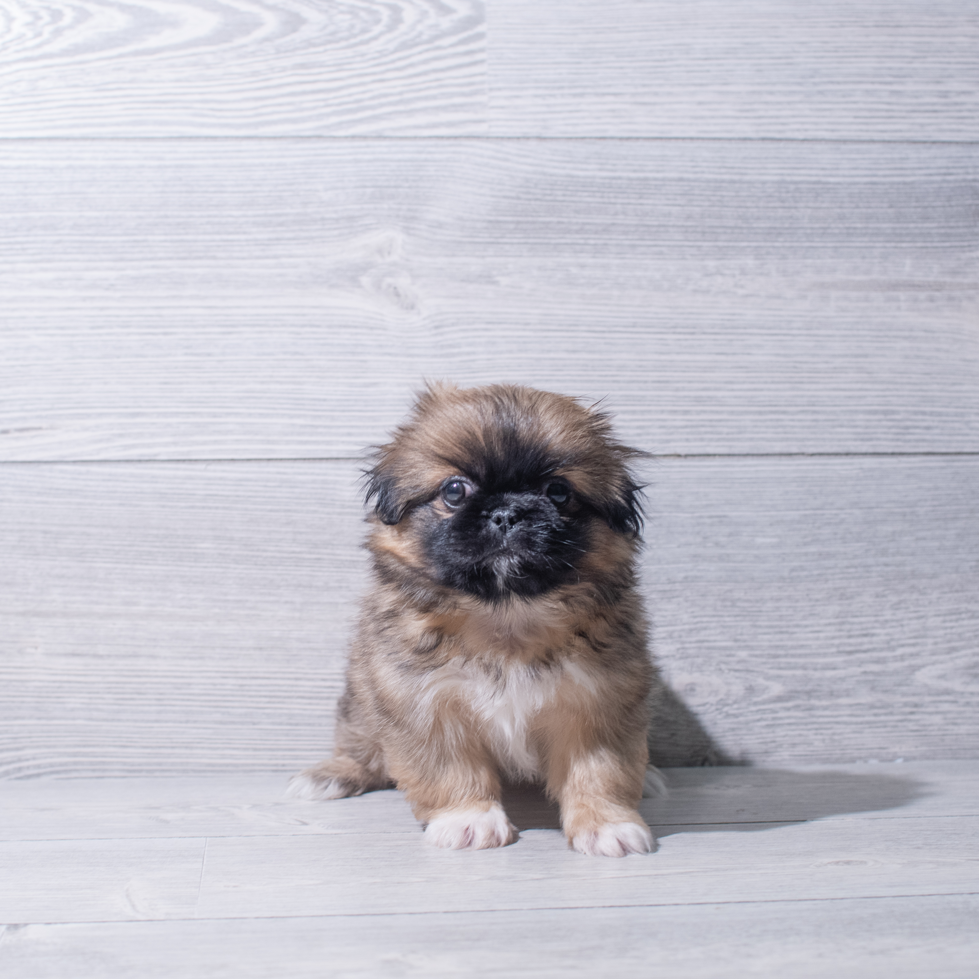 Pekingese (F) 5385 Image #1