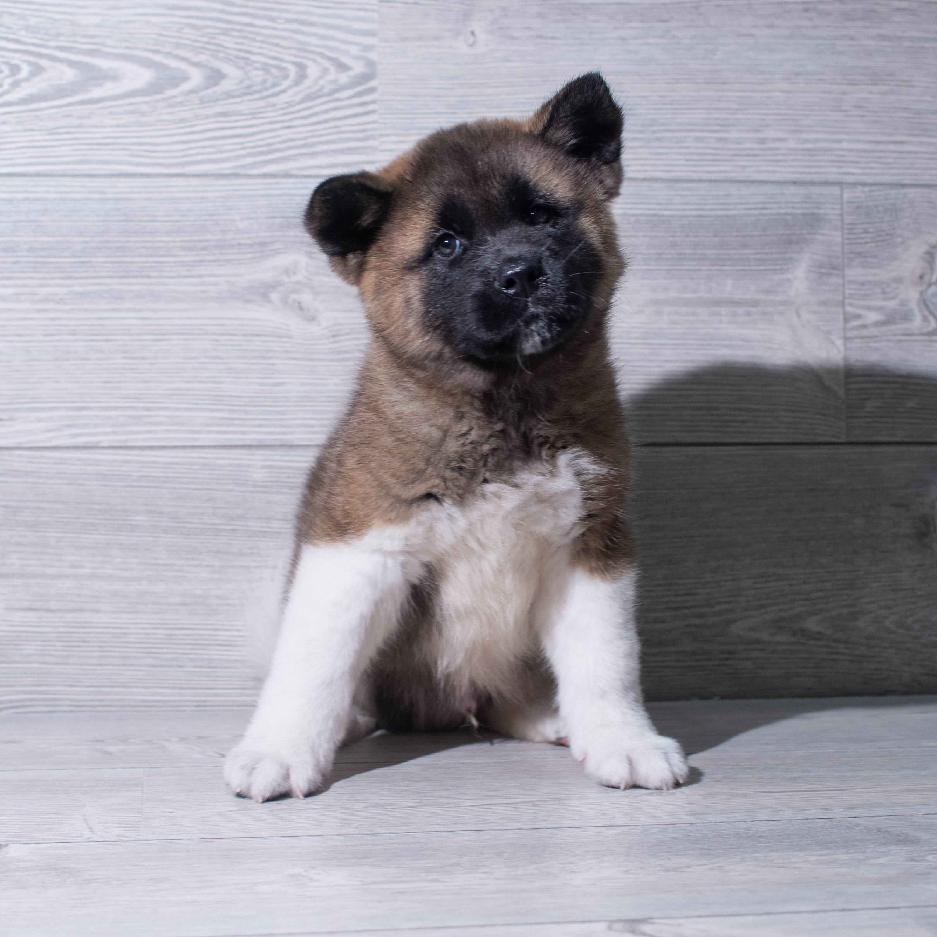 Akita (M) 5382 Image #1