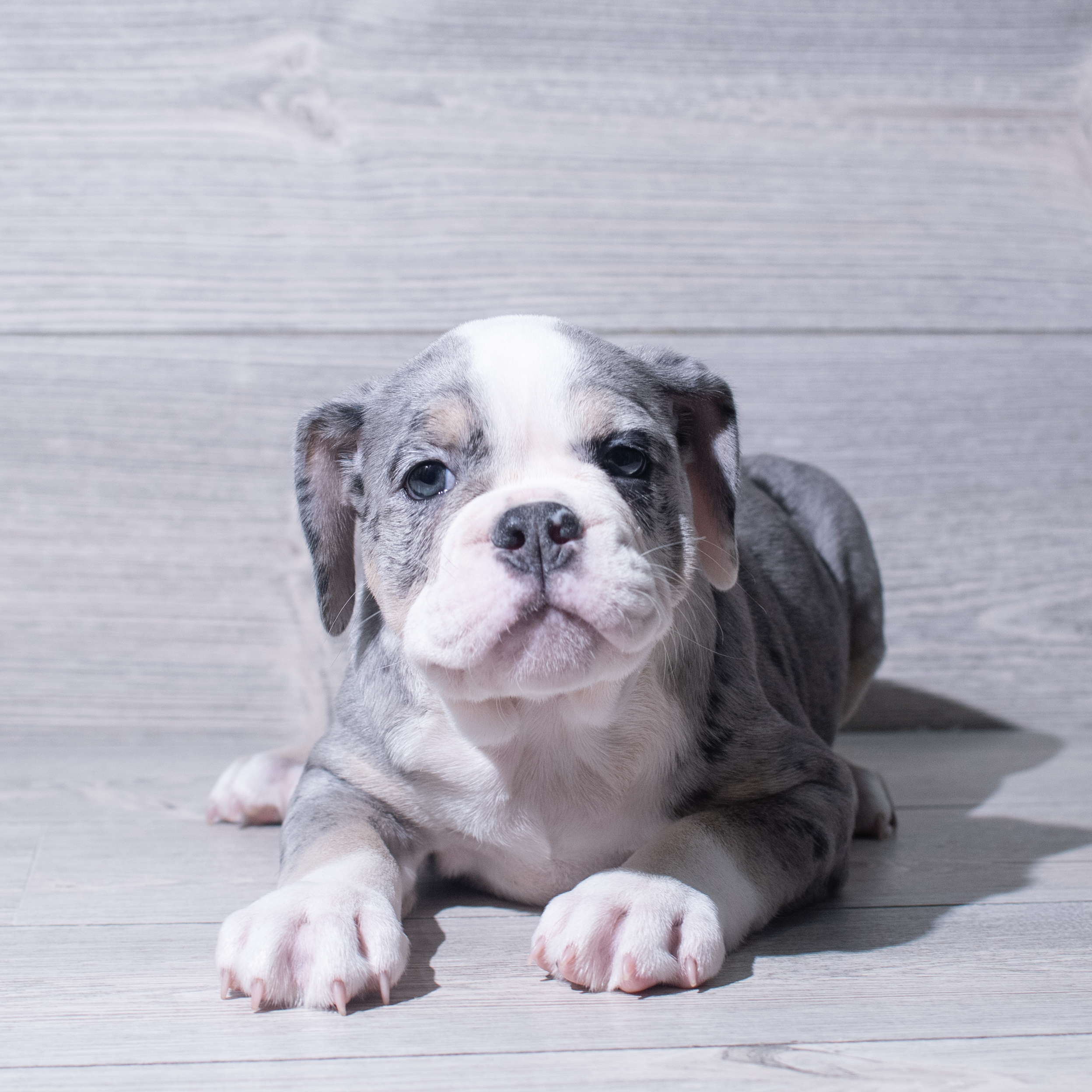 Victorian Bulldog (F) 5392 Image #1