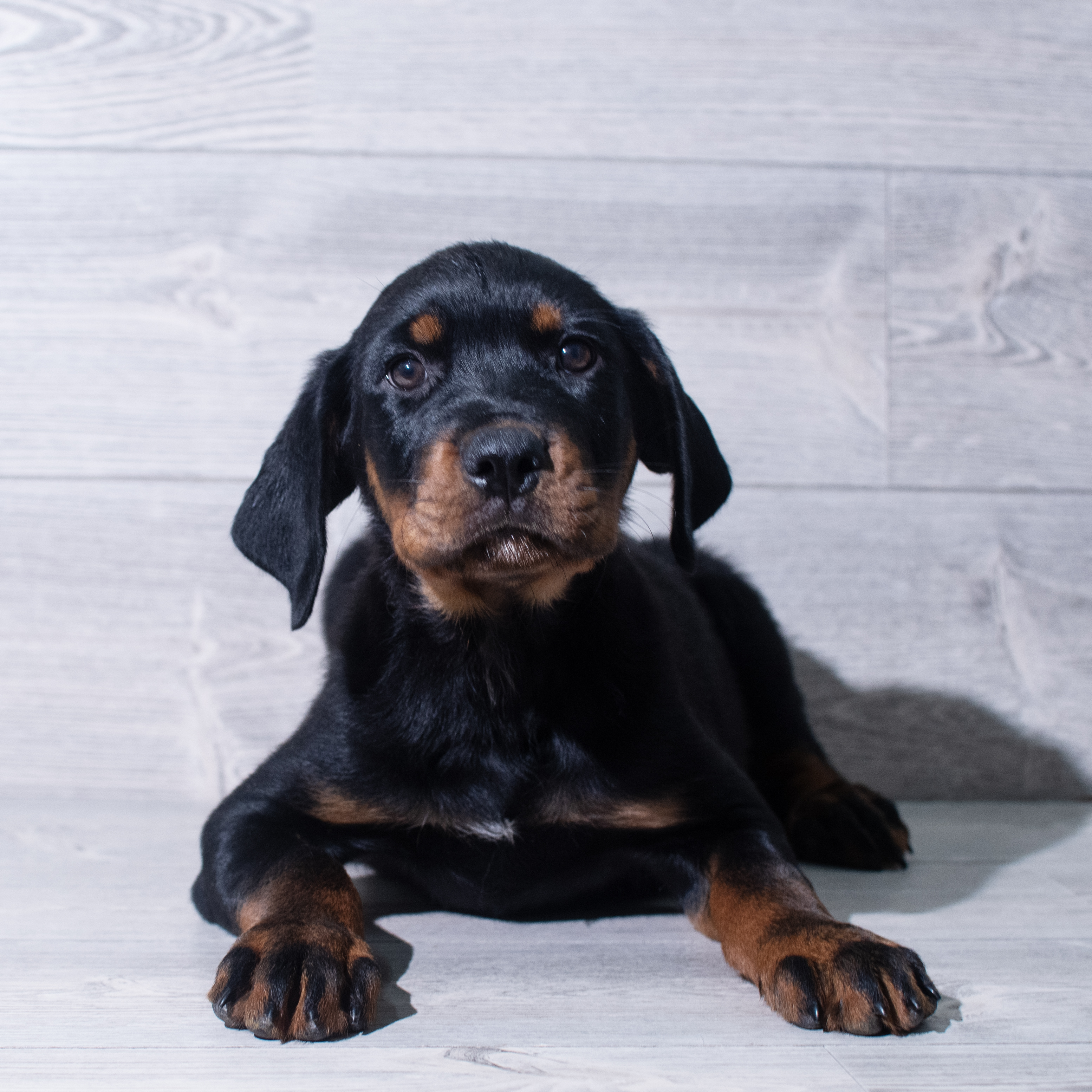 Rottweiler (M) 5387 Image #1