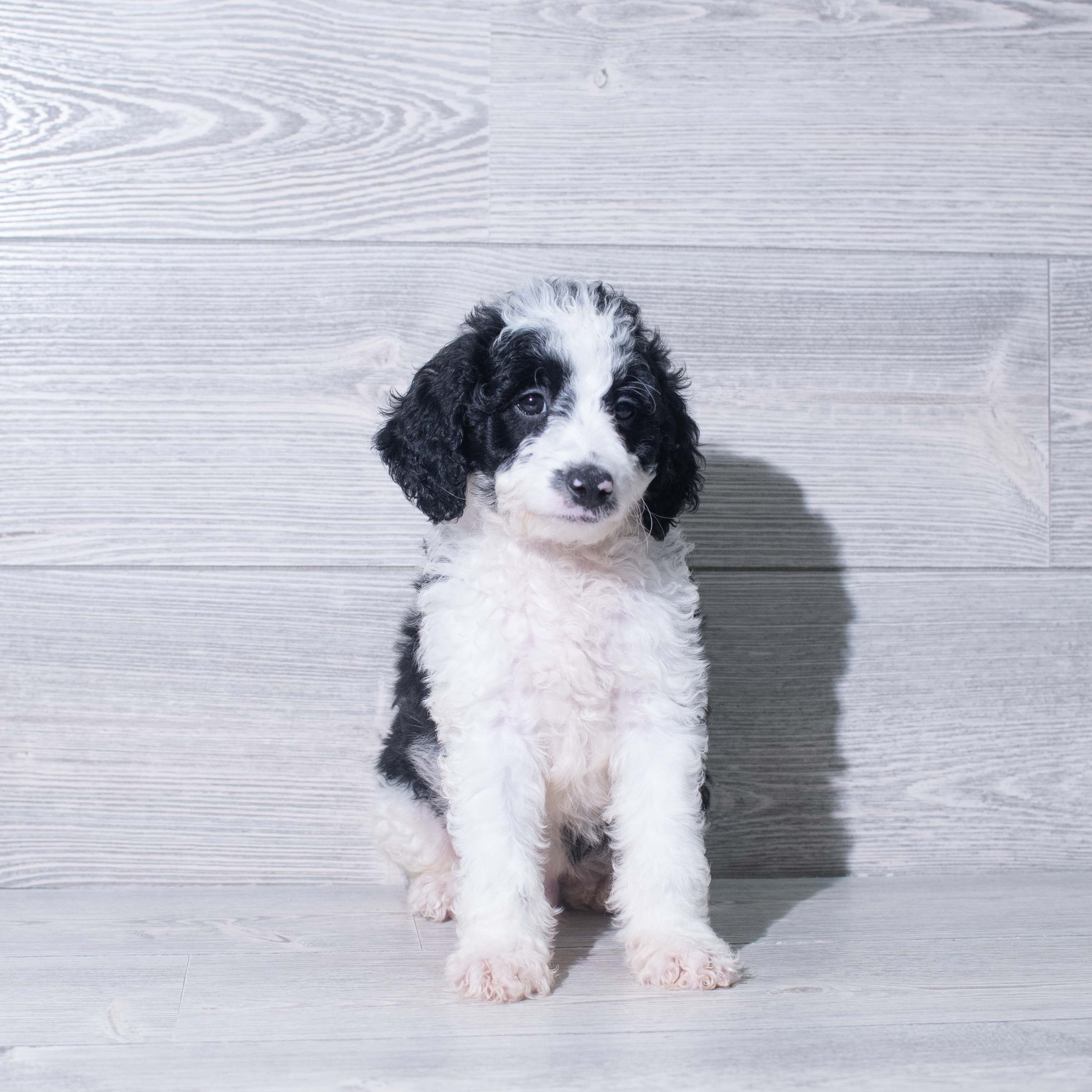 Goldendoodle Mini (M) 5381 Image #1