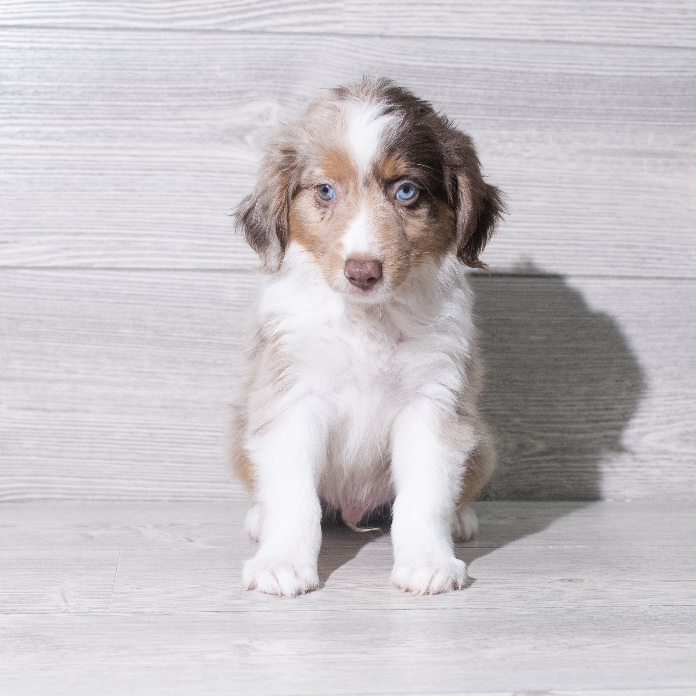 Miniature Australian Shepherd (M) 5380 Image #1