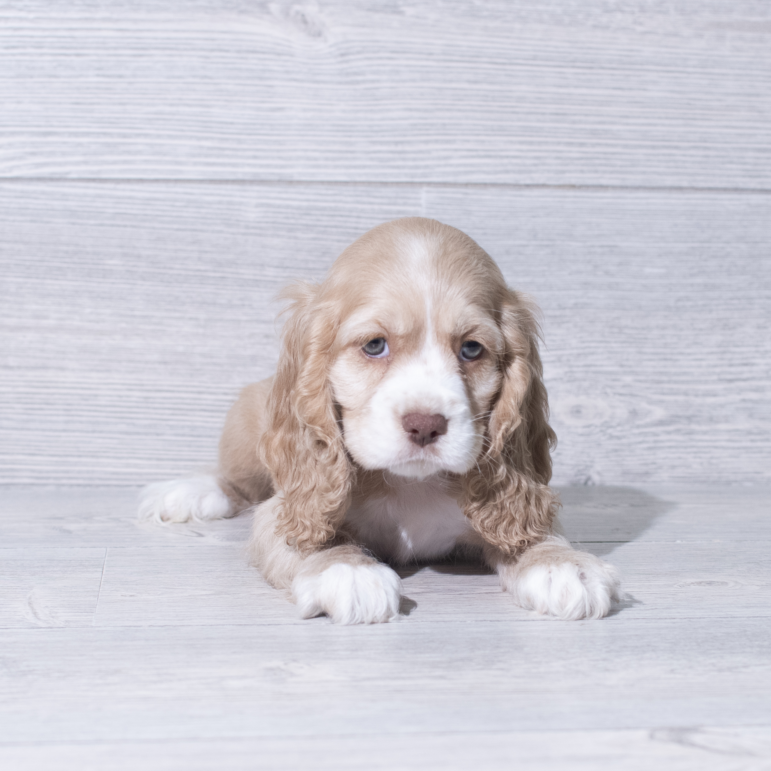 Cocker Spaniel (F) 5379 Image #1