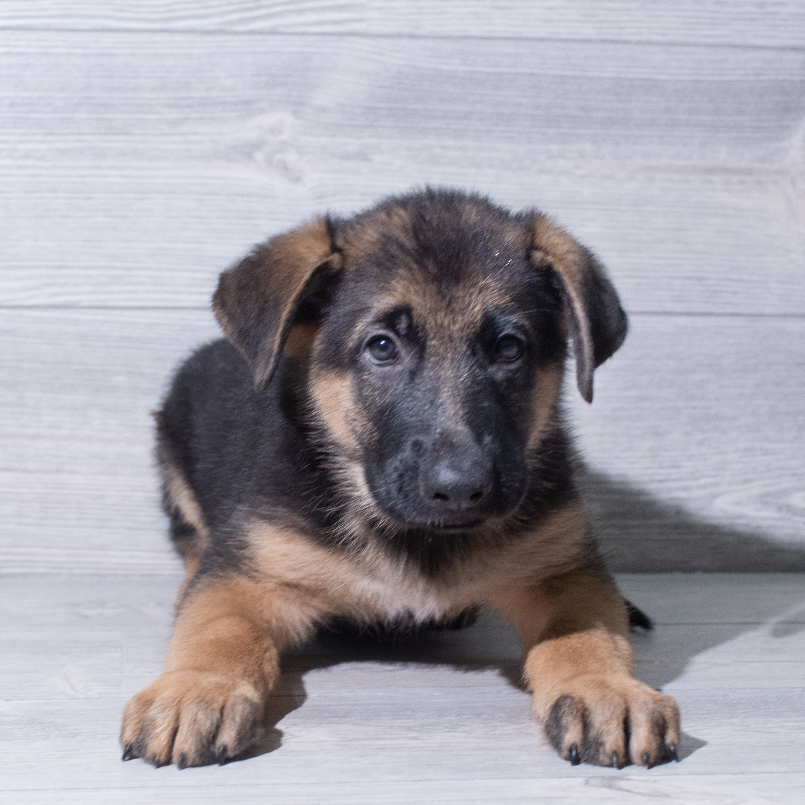 German Shepherd Dog (M) 5390 Image #1
