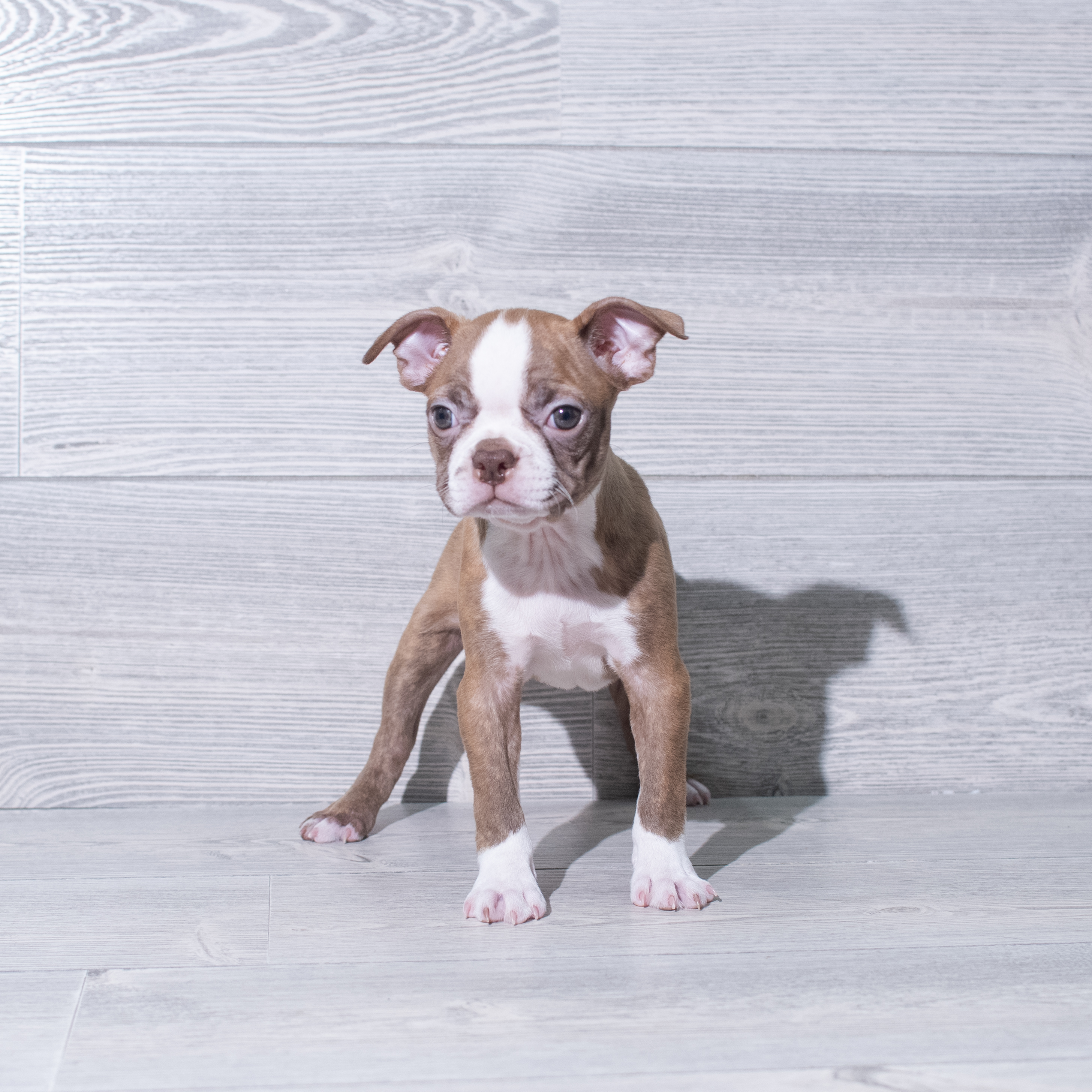 Boston Terrier (F) 5388 Image #1