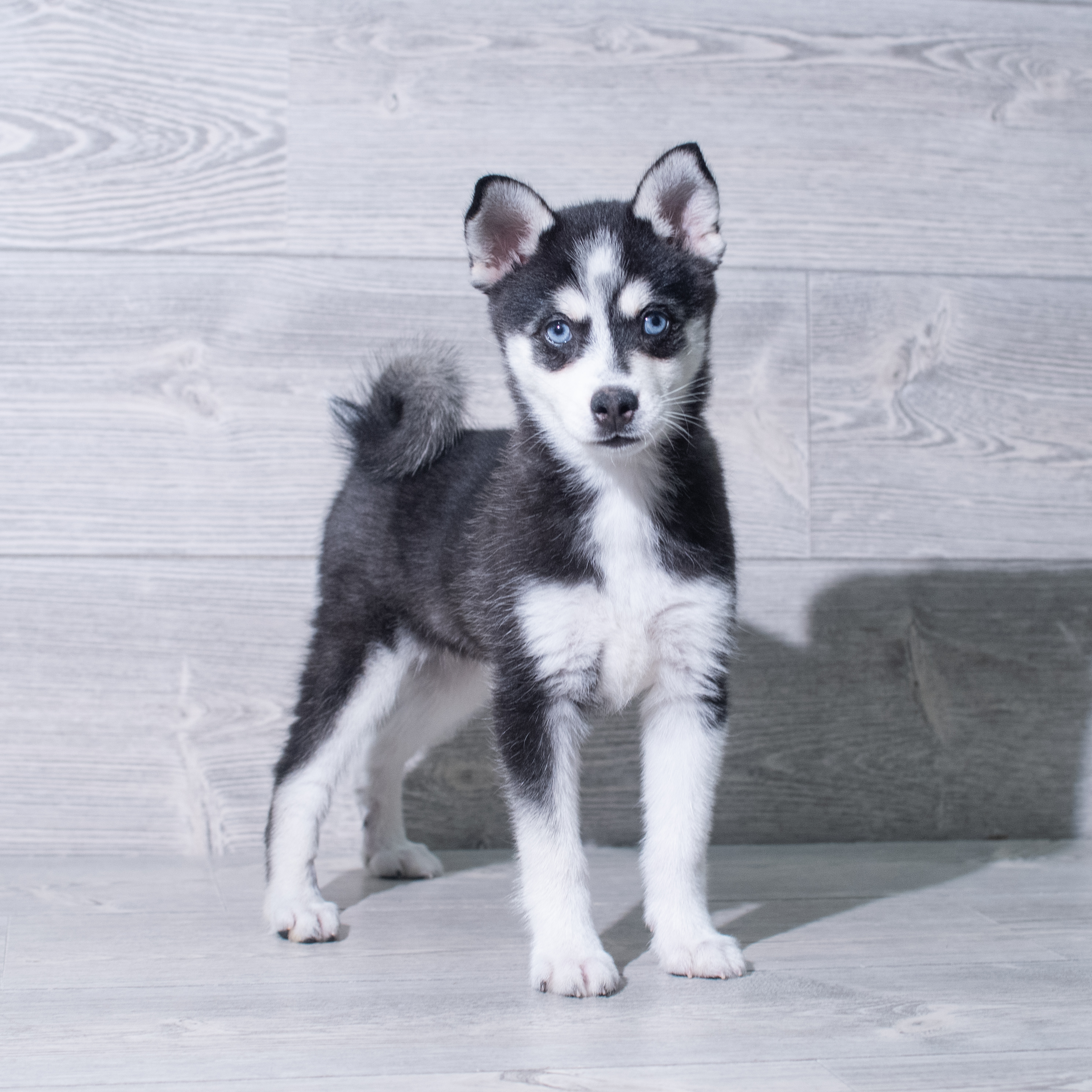 Alaskan Klee Kai (F) 5389 Image #1
