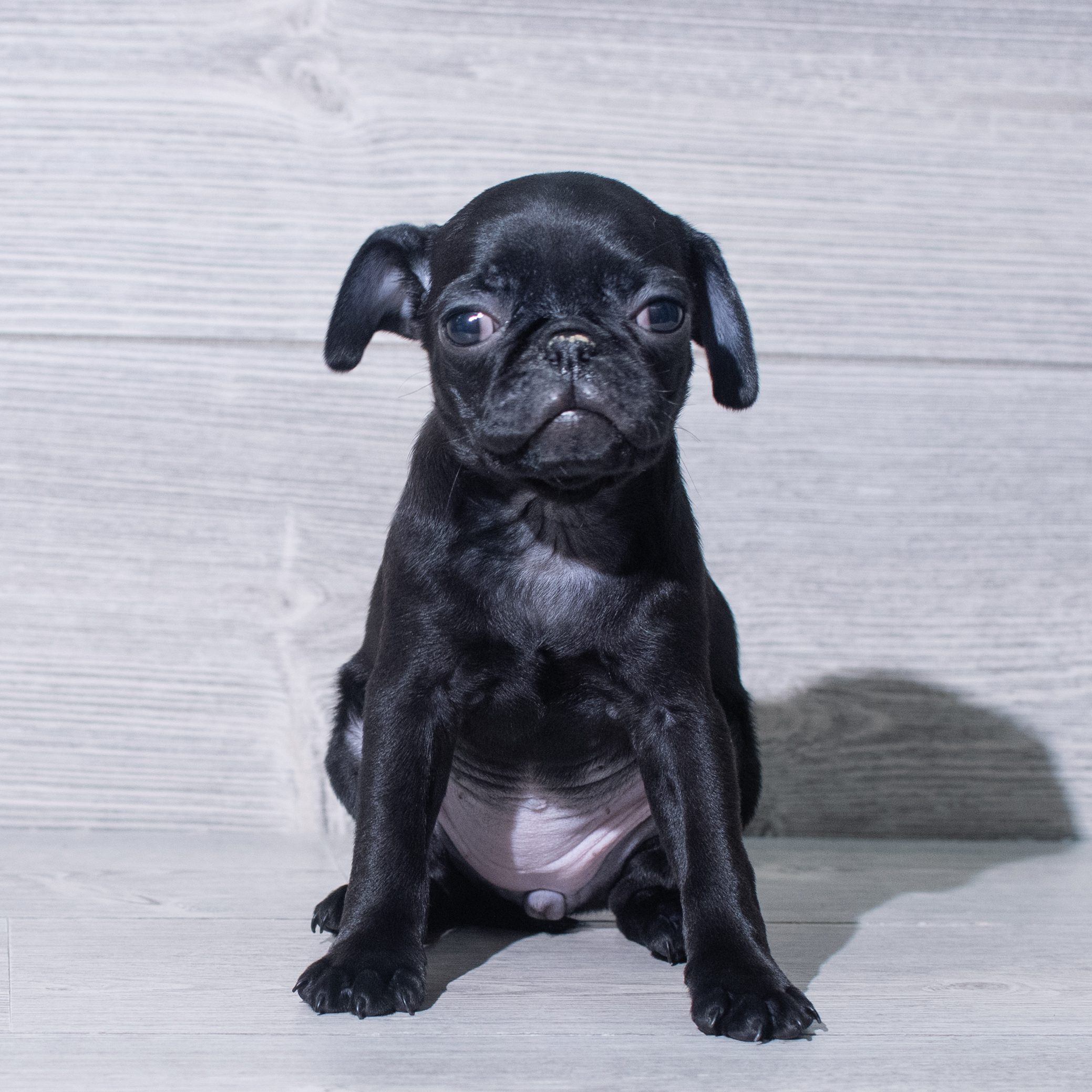 Pug (F) 5386 Image #1