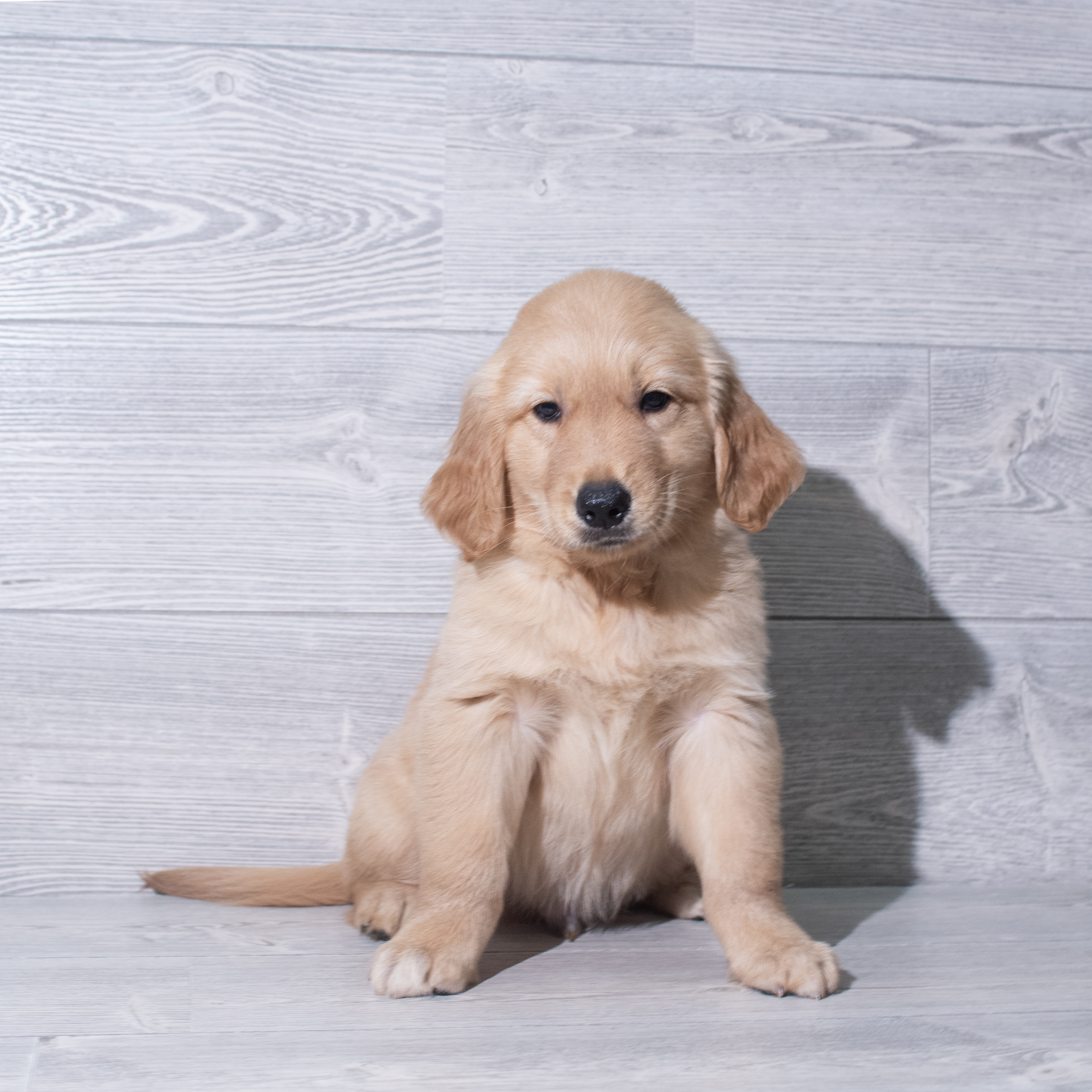 Golden Retriever (M) 5394 Image #1