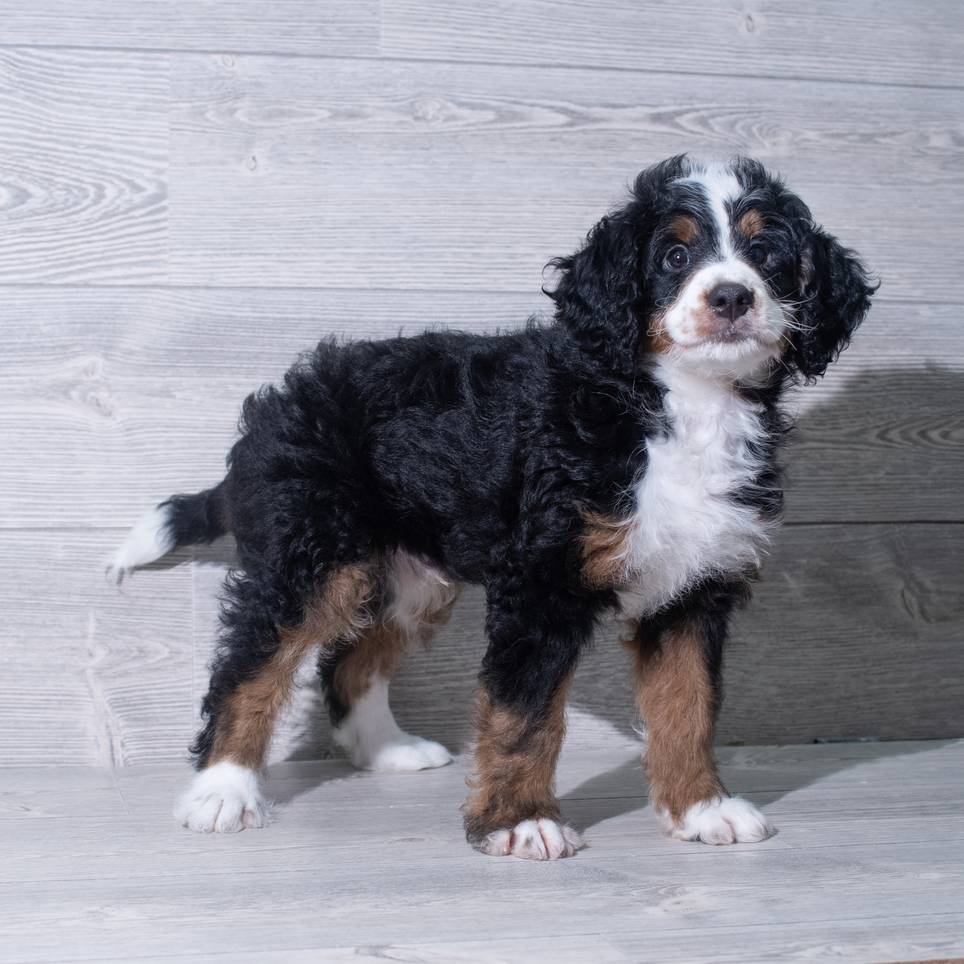 Bernedoodle Mini (M) 5393 Image #1