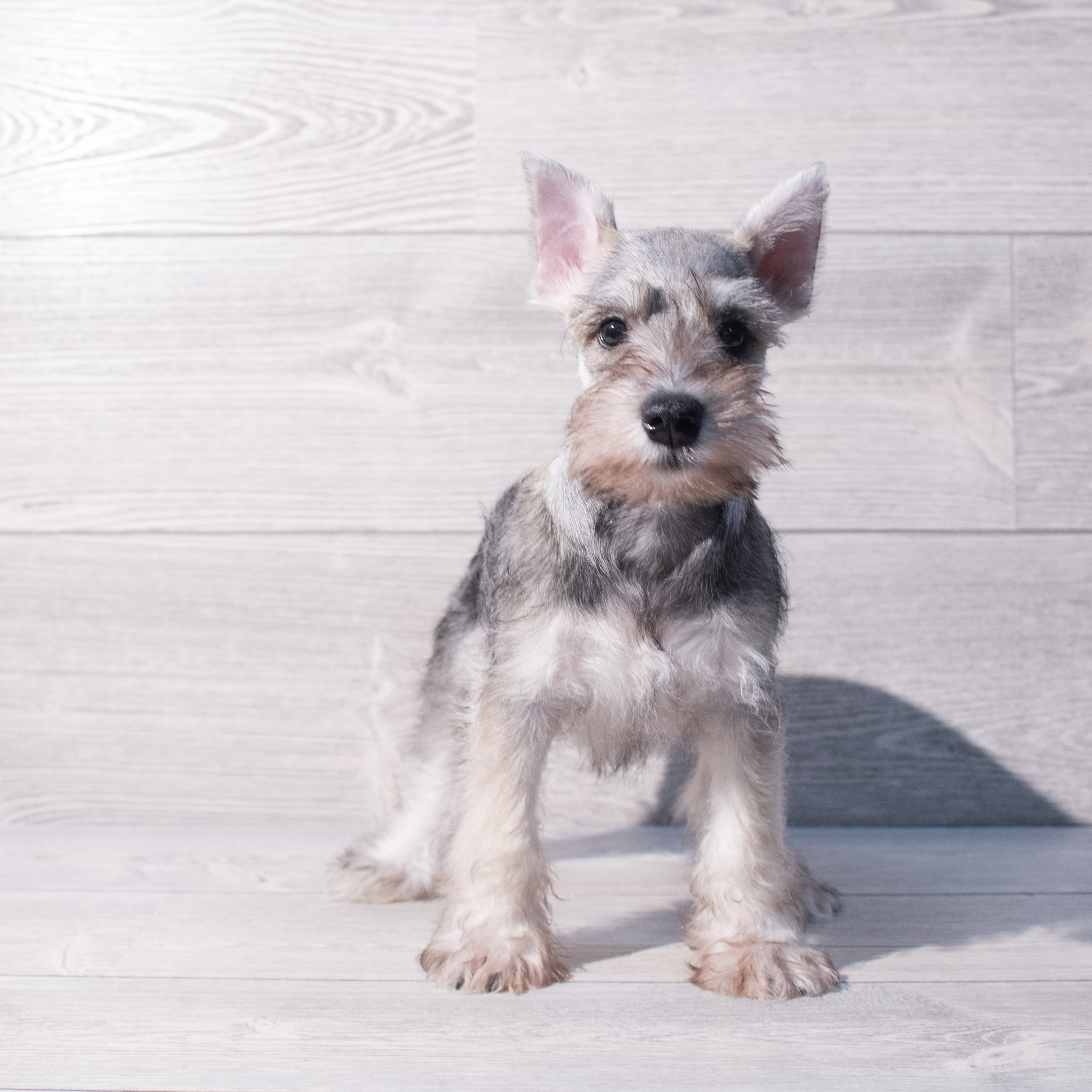 Miniature Schnauzer (M) 1987 Image #1